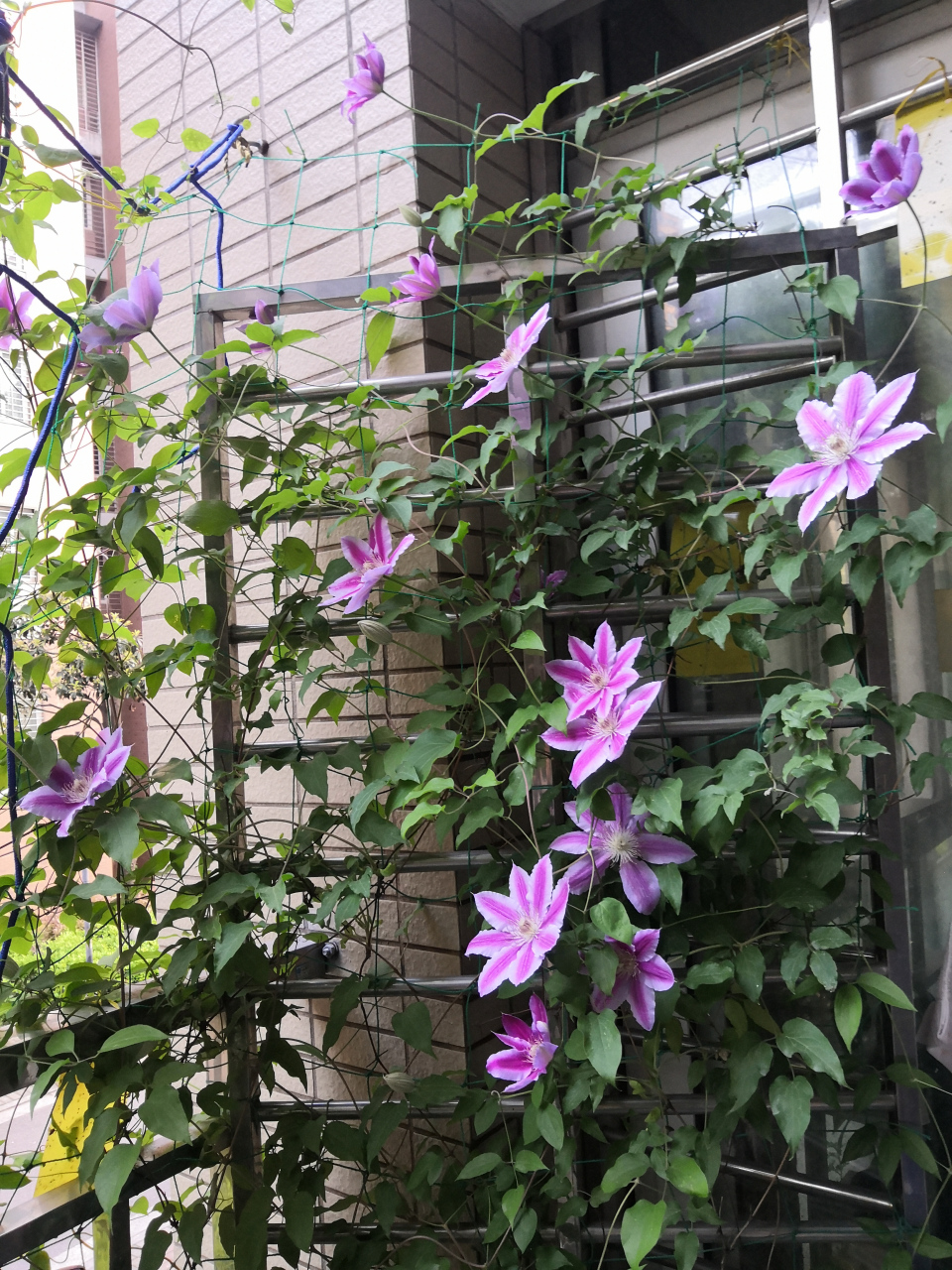 铁线莲鲁佩尔博士开花啦,今年的花量还不错.