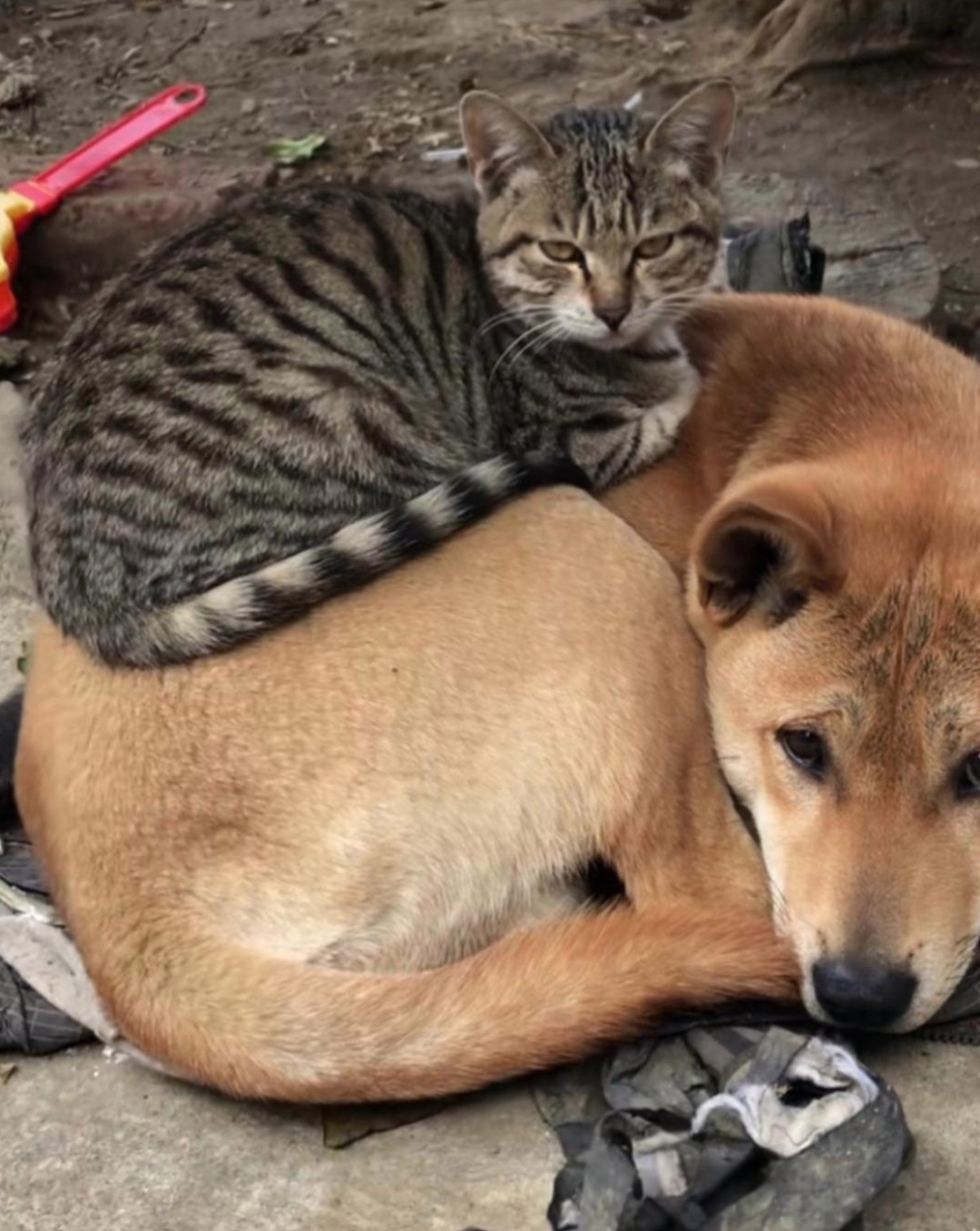 那灰色条纹小猫舒服地蜷在狗狗背上