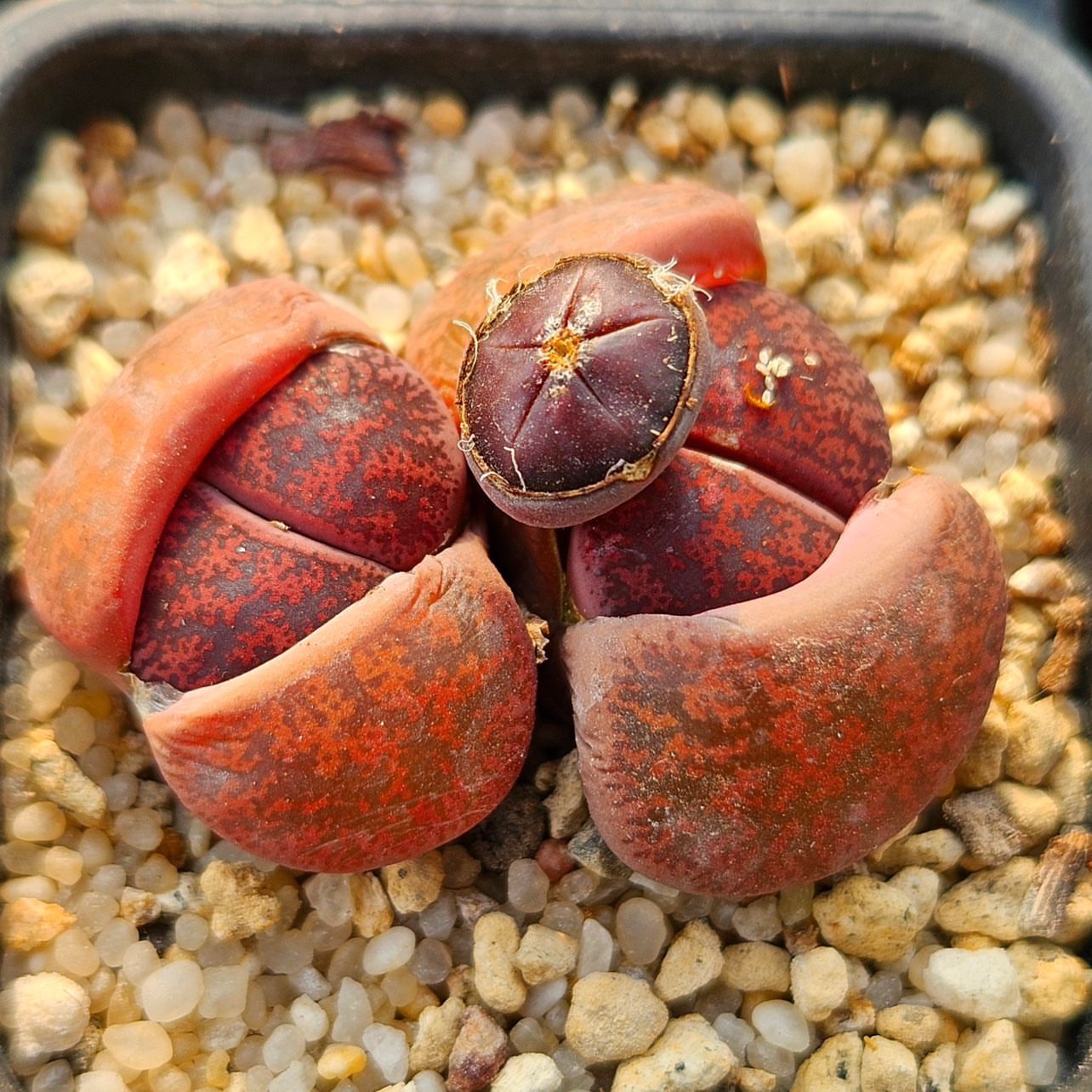 生石花:自然的温度调节师 生石花,又名lithops,是一种能在极端环境下