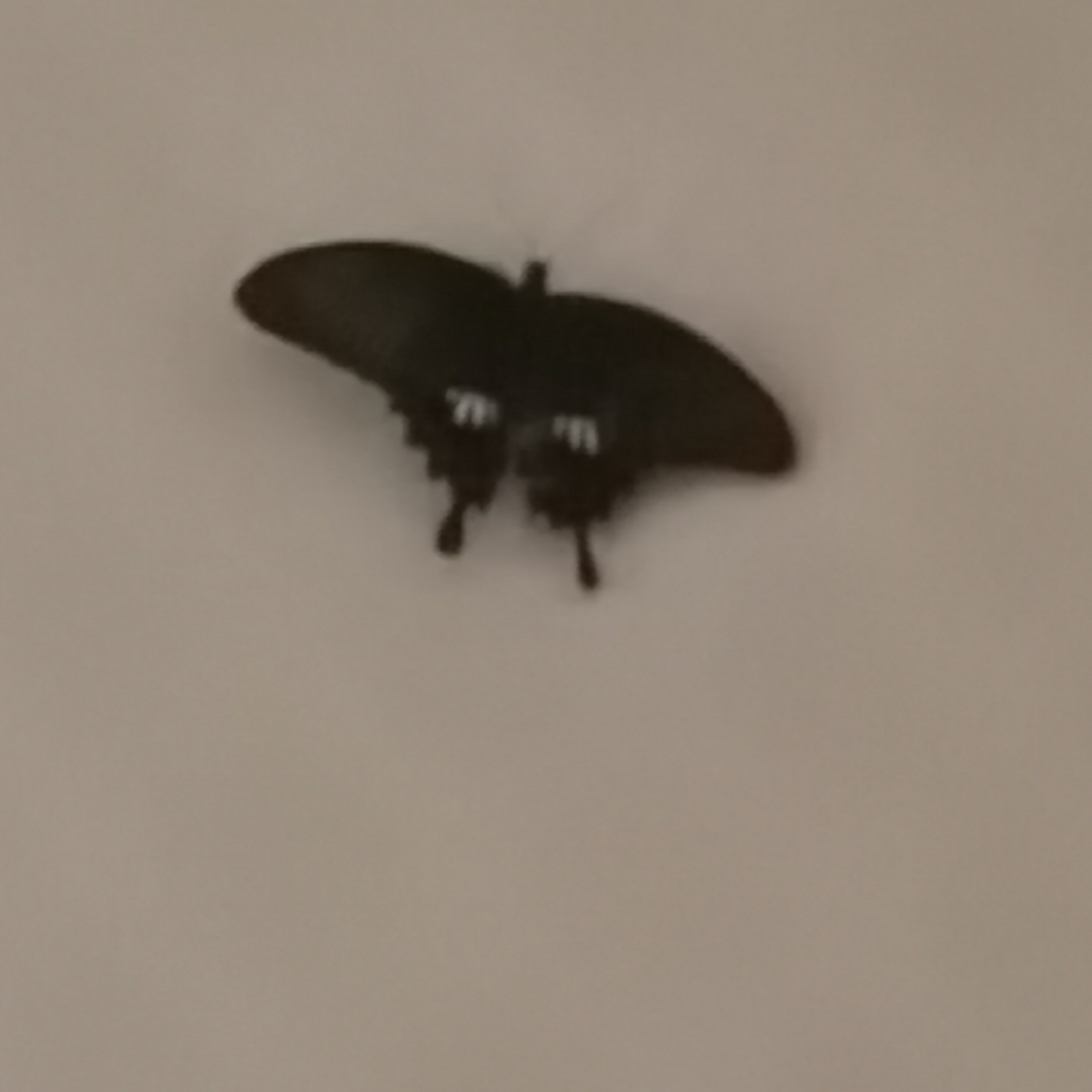 家里飞进了这只黑蝴蝶,有没有毒?