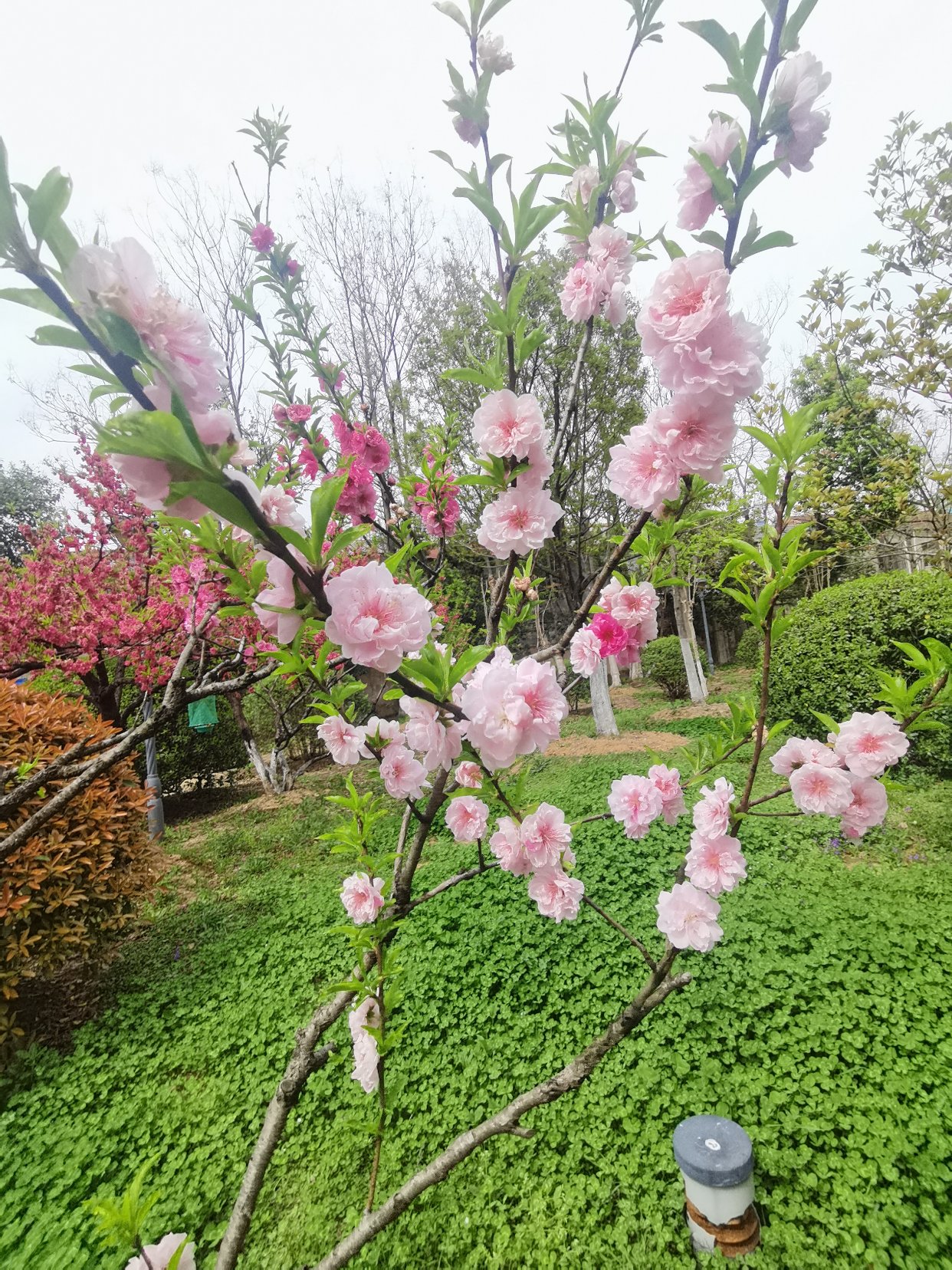 2024春天的花—万紫千红,芬芳馥郁,娇艳欲滴,千姿百态.