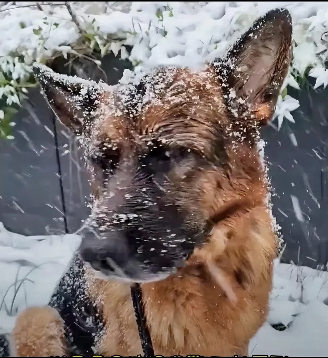 功勋搜救犬退役后雪地遭栓养 训导员怒接回家