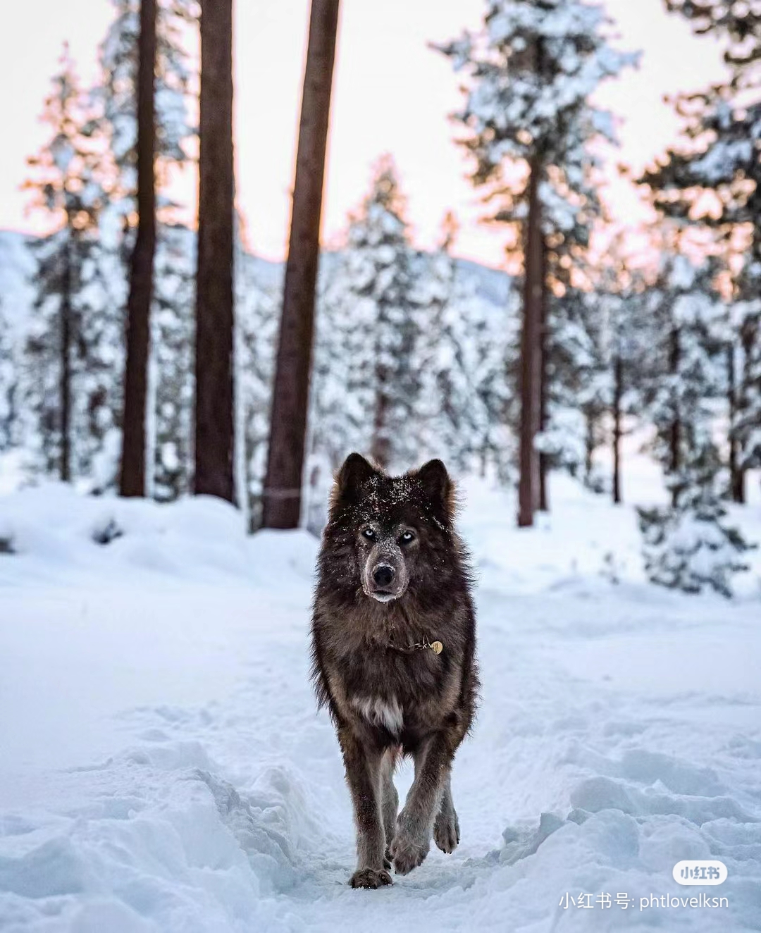 蓝湾牧羊犬帅图片