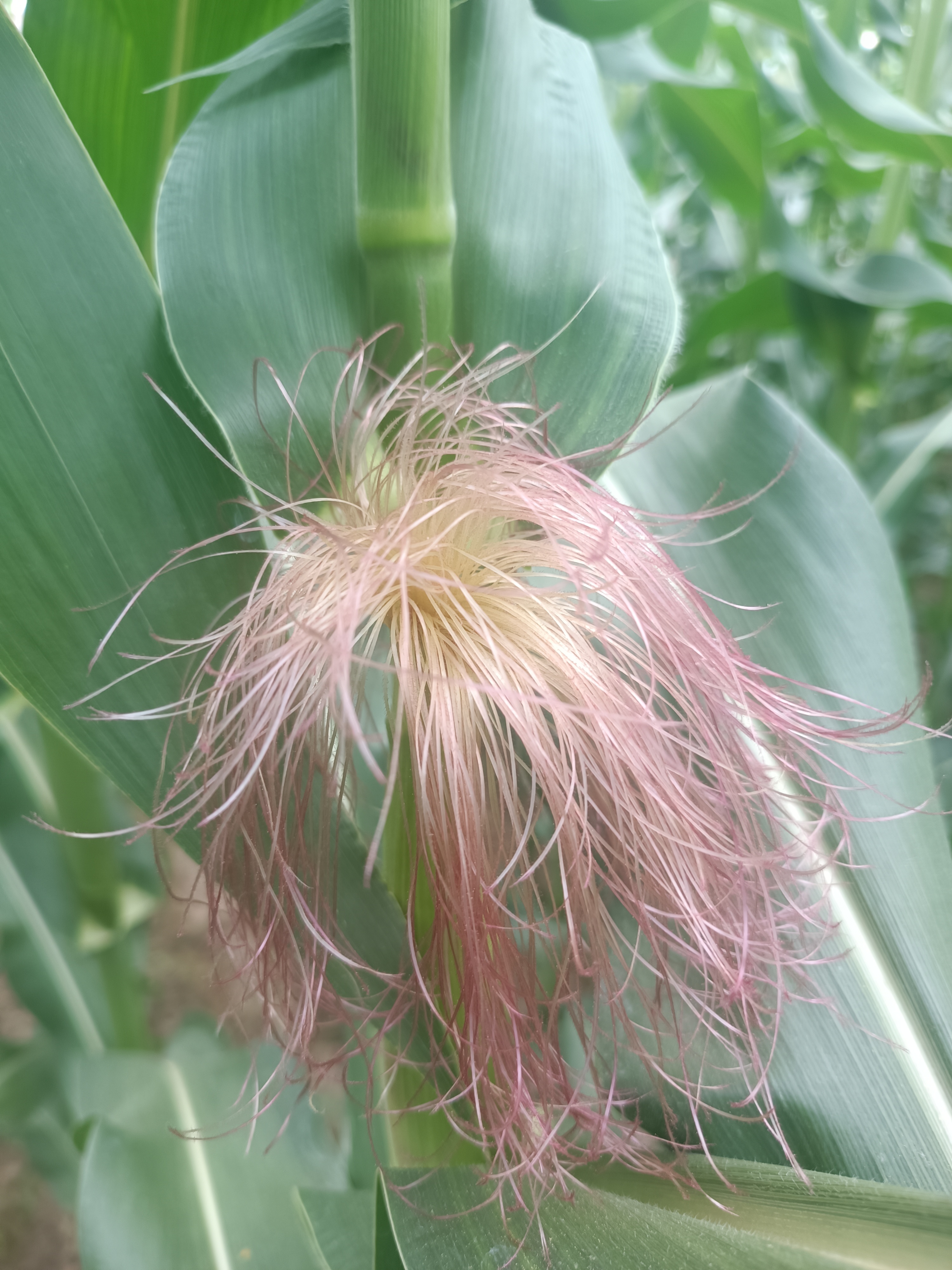 玉米花不同于普通花朵,玉米花的颜色和外观别具一格.