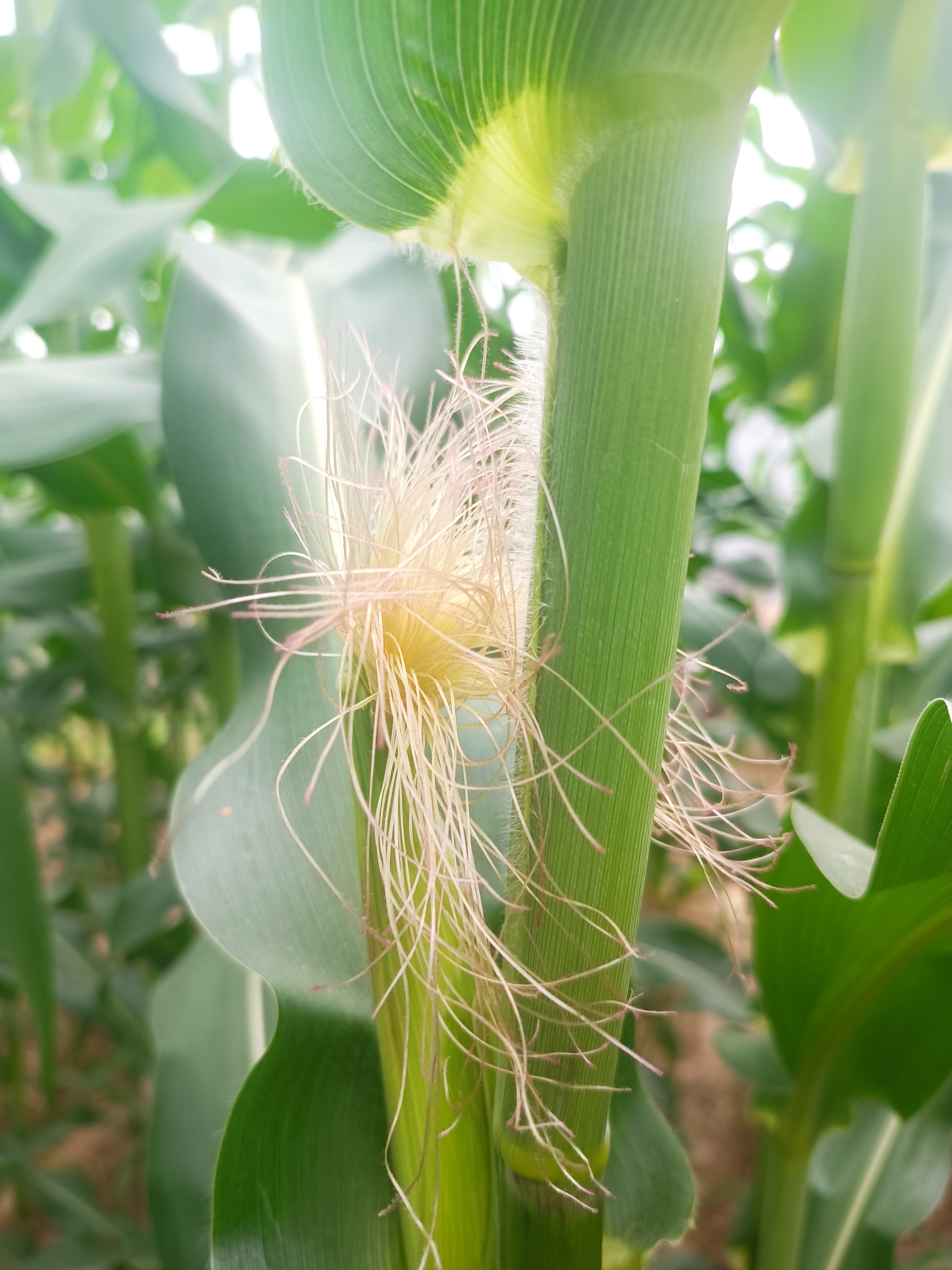 玉米花不同于普通花朵,玉米花的颜色和外观别具一格.