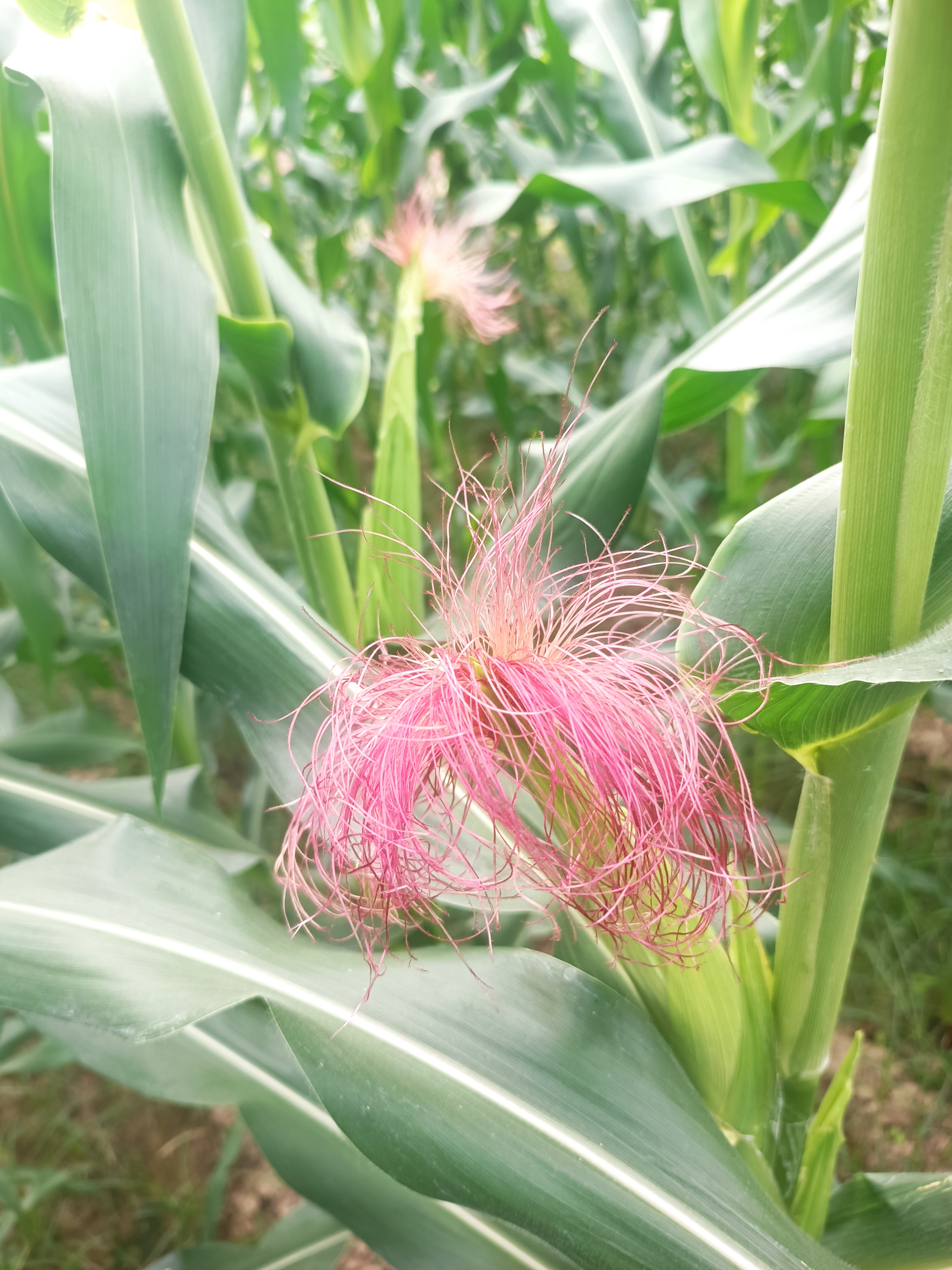 玉米花不同于普通花朵,玉米花的颜色和外观别具一格.
