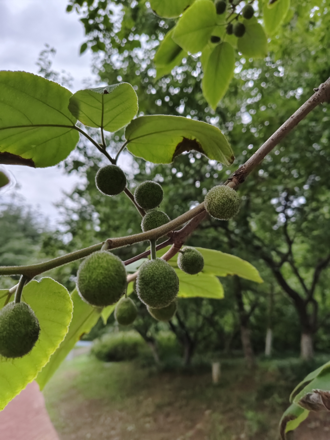 核桃是怎么长出来的?图片