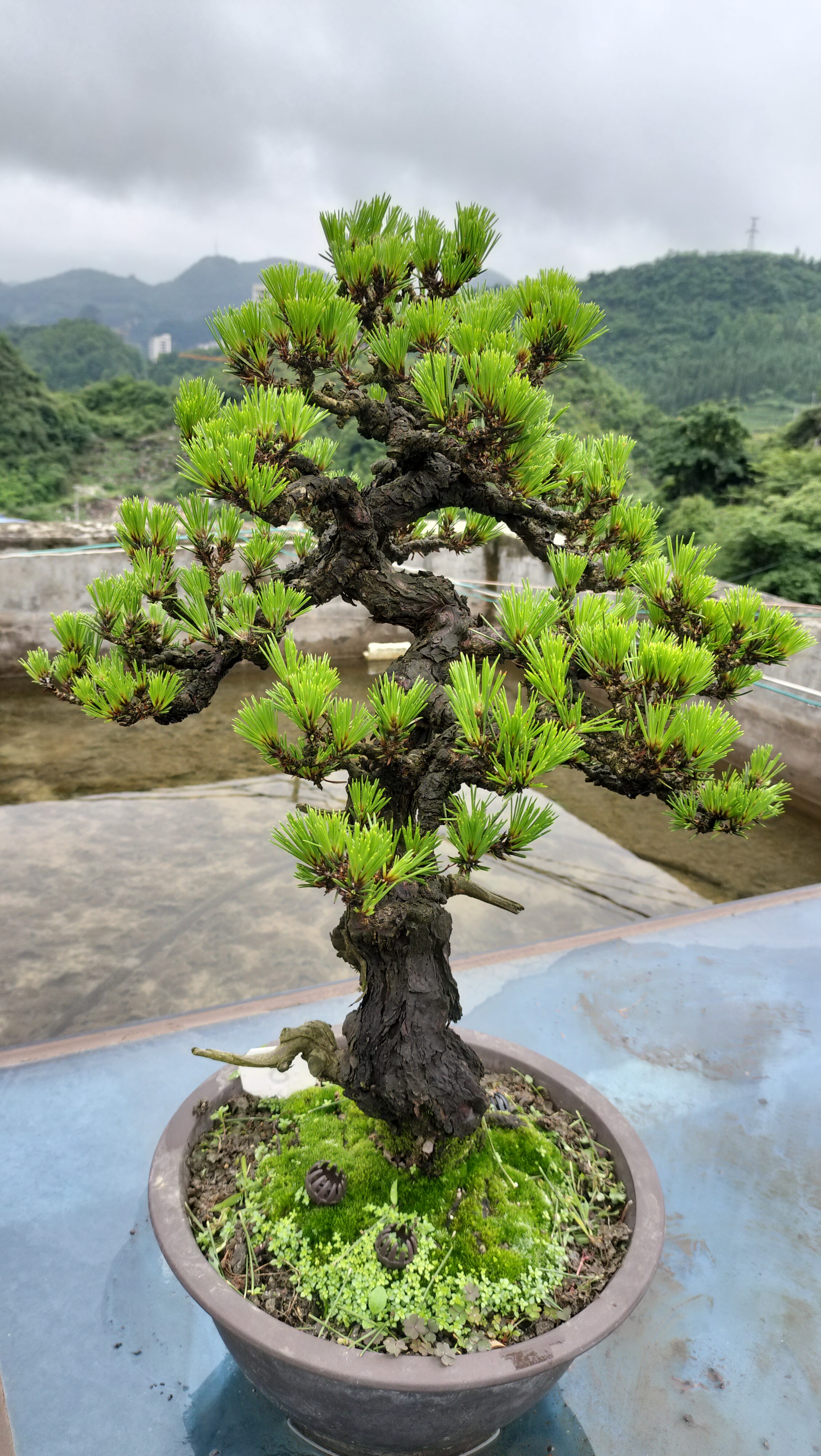 日本三河黑松盆景图片图片