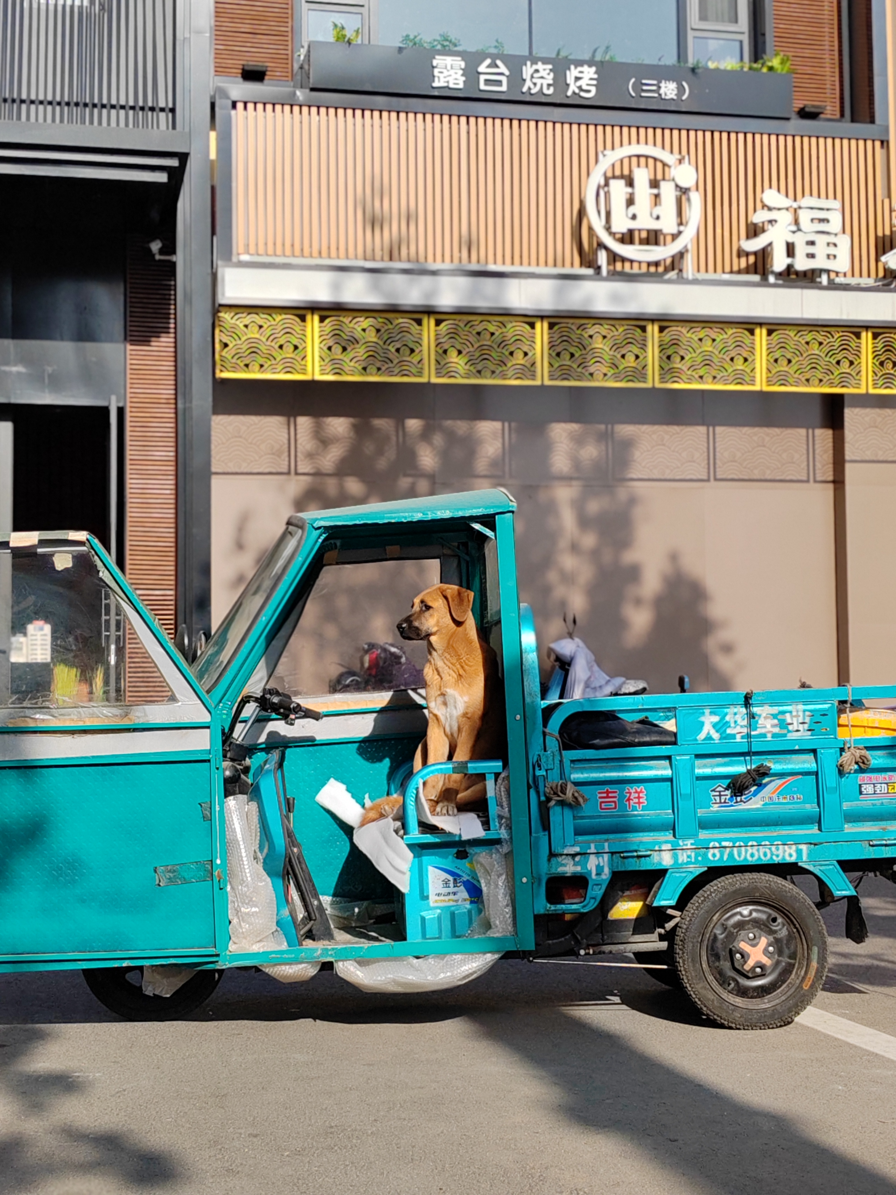 狗子坐在锁好的蓝色三轮车上,等待主人归来,周围是建筑和街道,充满