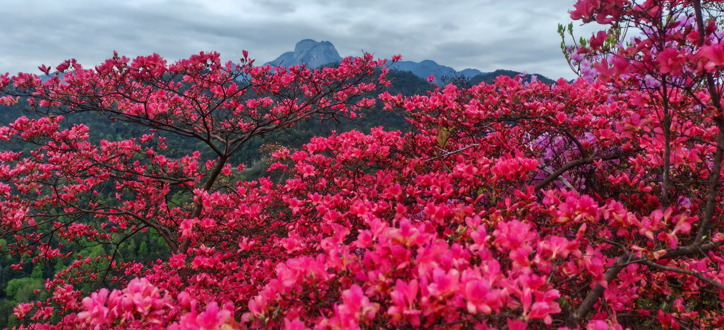 安徽岳西杜鹃花图片