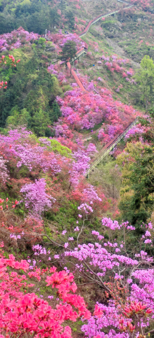 安徽岳西杜鹃花图片