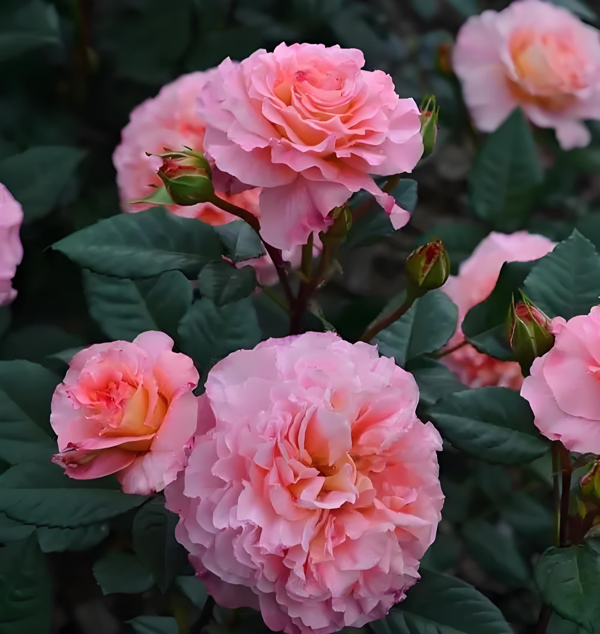 中国31个直辖市,省会城市的市花: 1,北京:月季,菊花 2,天津:月季 3