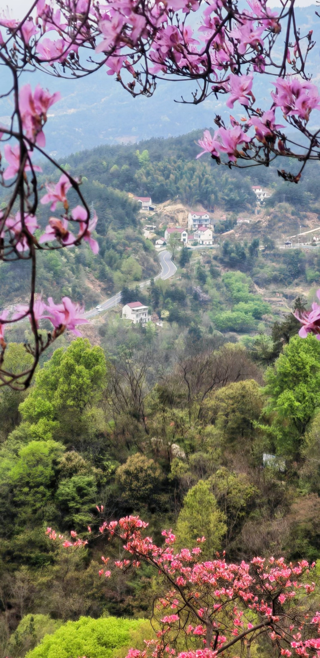 安徽岳西杜鹃花图片