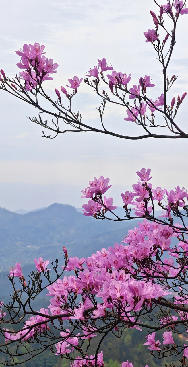 安徽岳西杜鹃花图片