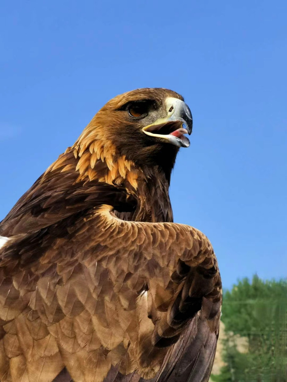 外蒙古的鹰图腾,神骏到不能直视,但是内心又爱到深处 07 #百家车坛