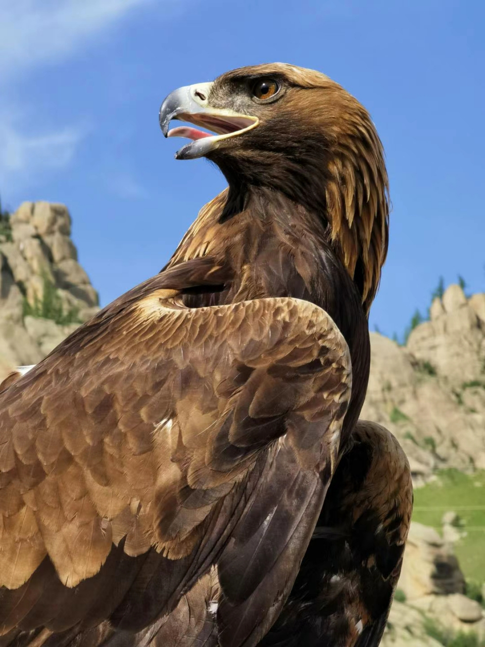 外蒙古的鹰图腾,神骏到不能直视,但是内心又爱到深处 07 #百家车坛