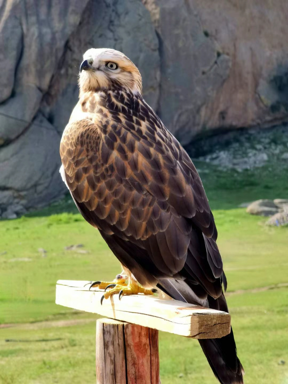 外蒙古的鹰图腾,神骏到不能直视,但是内心又爱到深处 07 #百家车坛