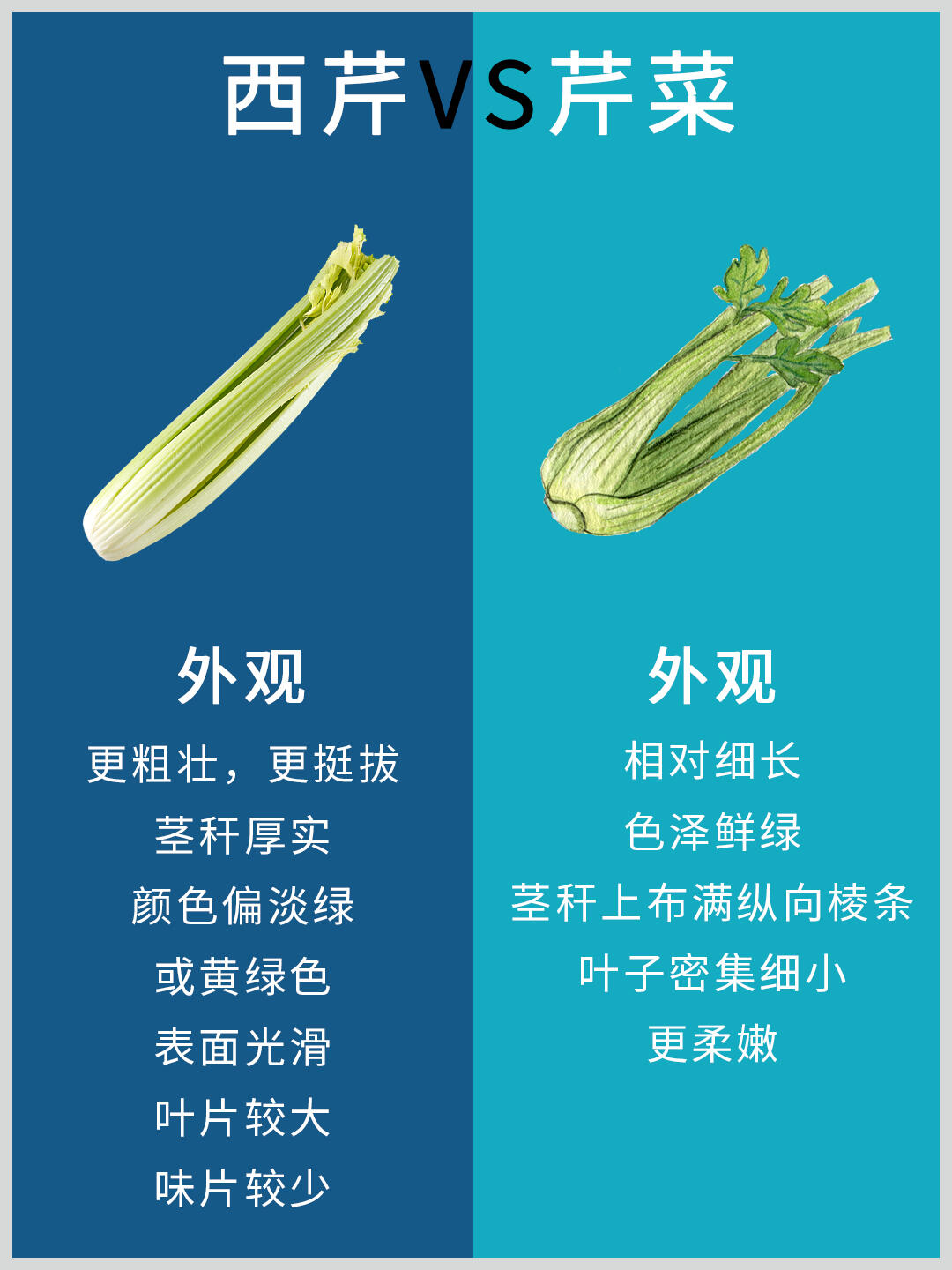 你知道西芹和芹菜的区别吗?