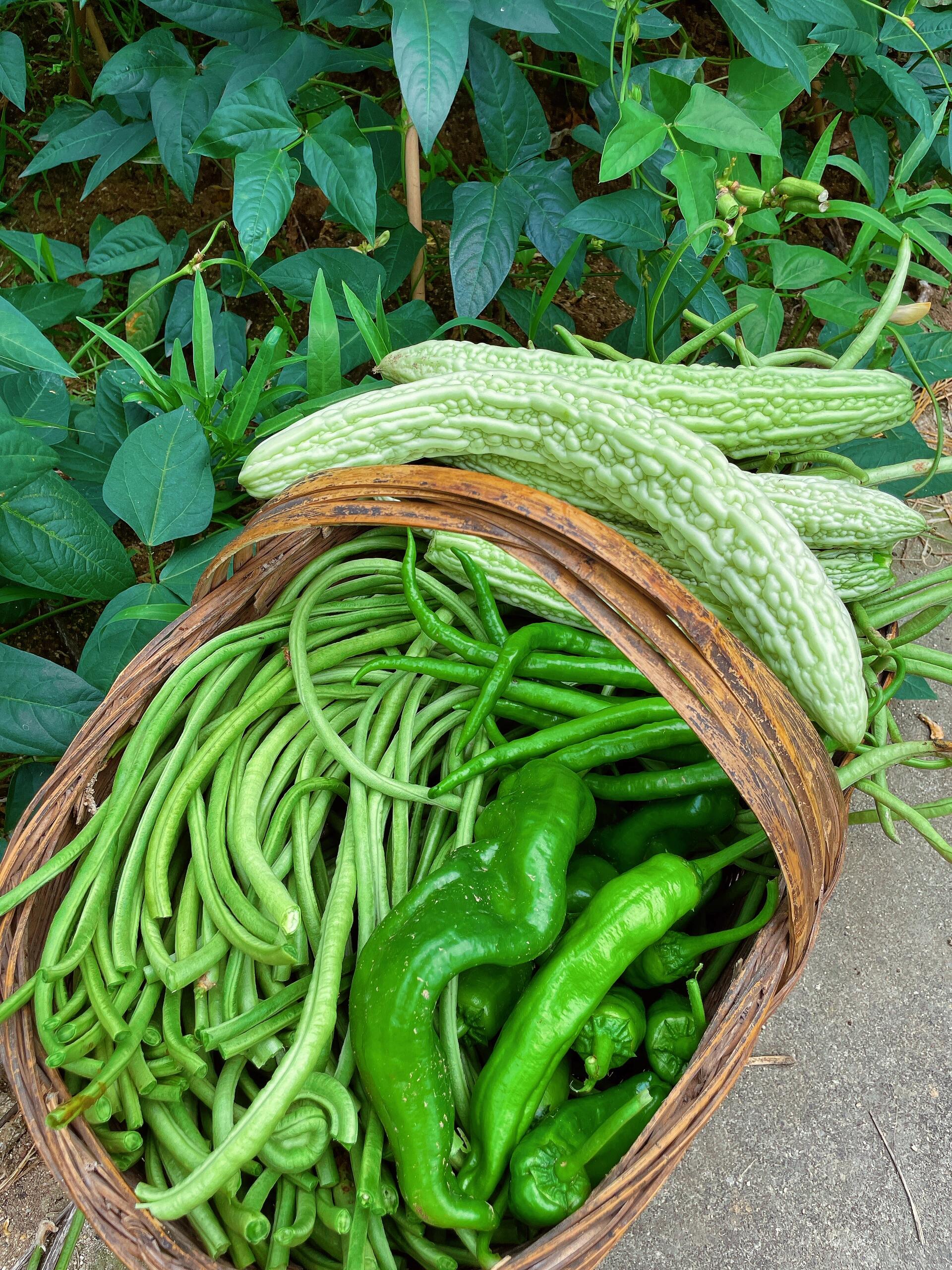 到妈妈的菜地一逛,今晚的菜系齐活啦[偷笑]纯天然绿色蔬菜!