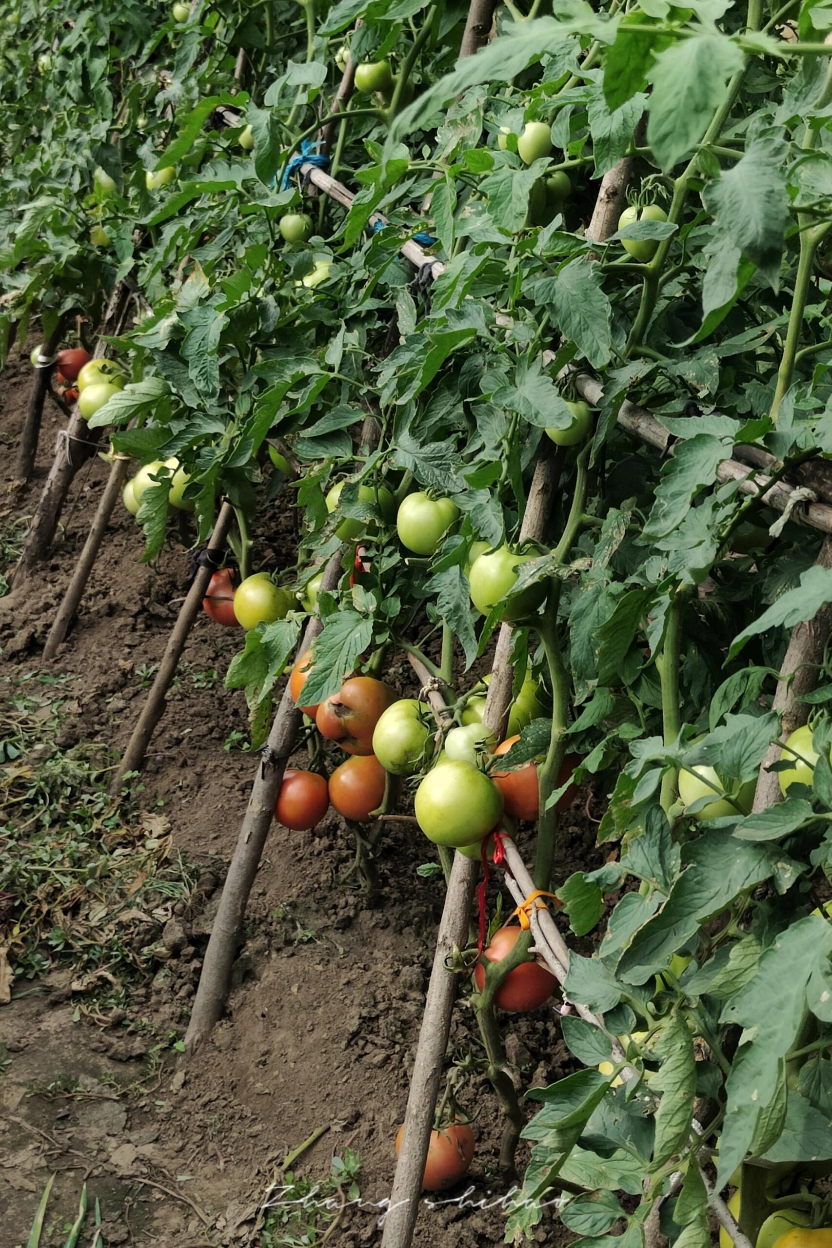 双脚踩在泥土里,闻着泥土的芬芳,和瓜果的飘香,享受着最悠闲的时光.