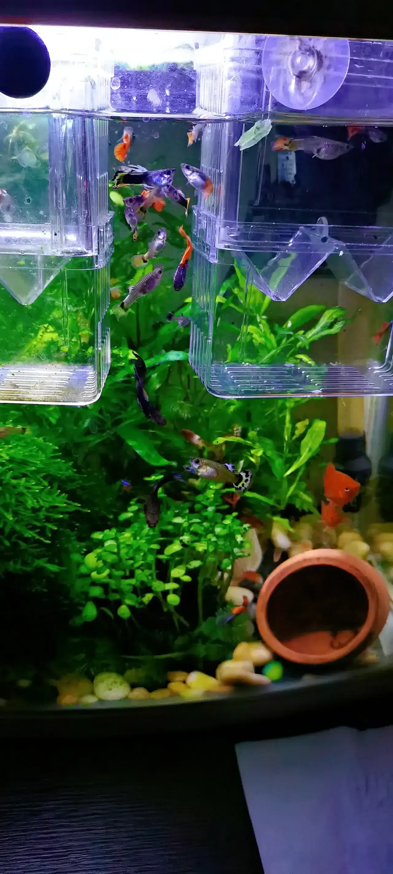 年年有鱼,小鱼跳跳