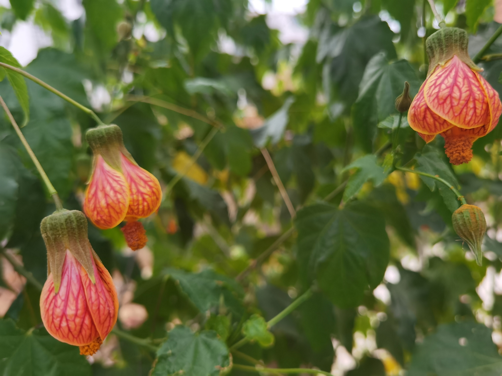 在社区通往邻村的马路边,一棵野蛮生长的灯笼树,着实让人赏心悦目.