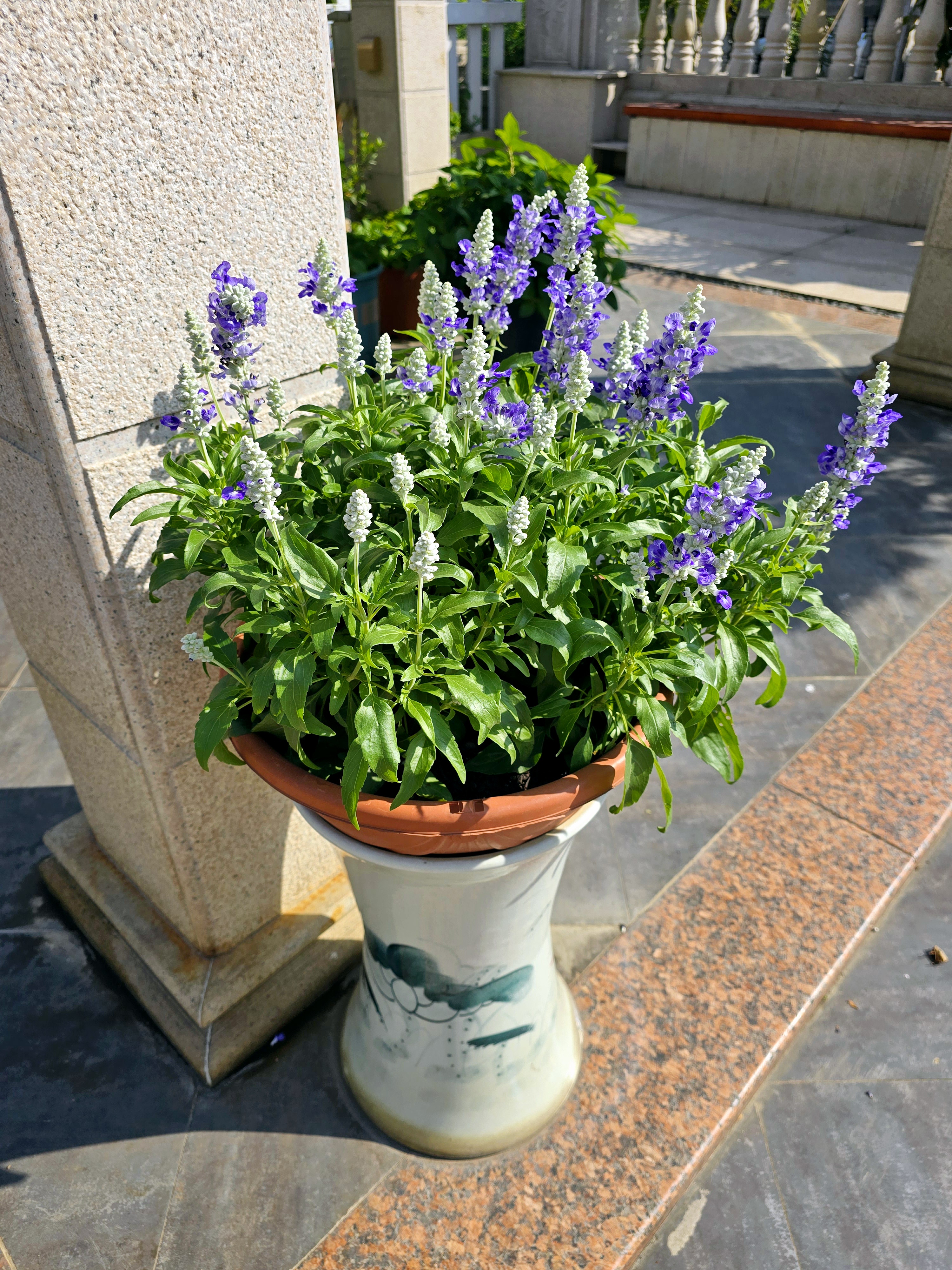 五天滑动均温未达到10度以下,本地至今尚未入冬,来花城的北方亲们看