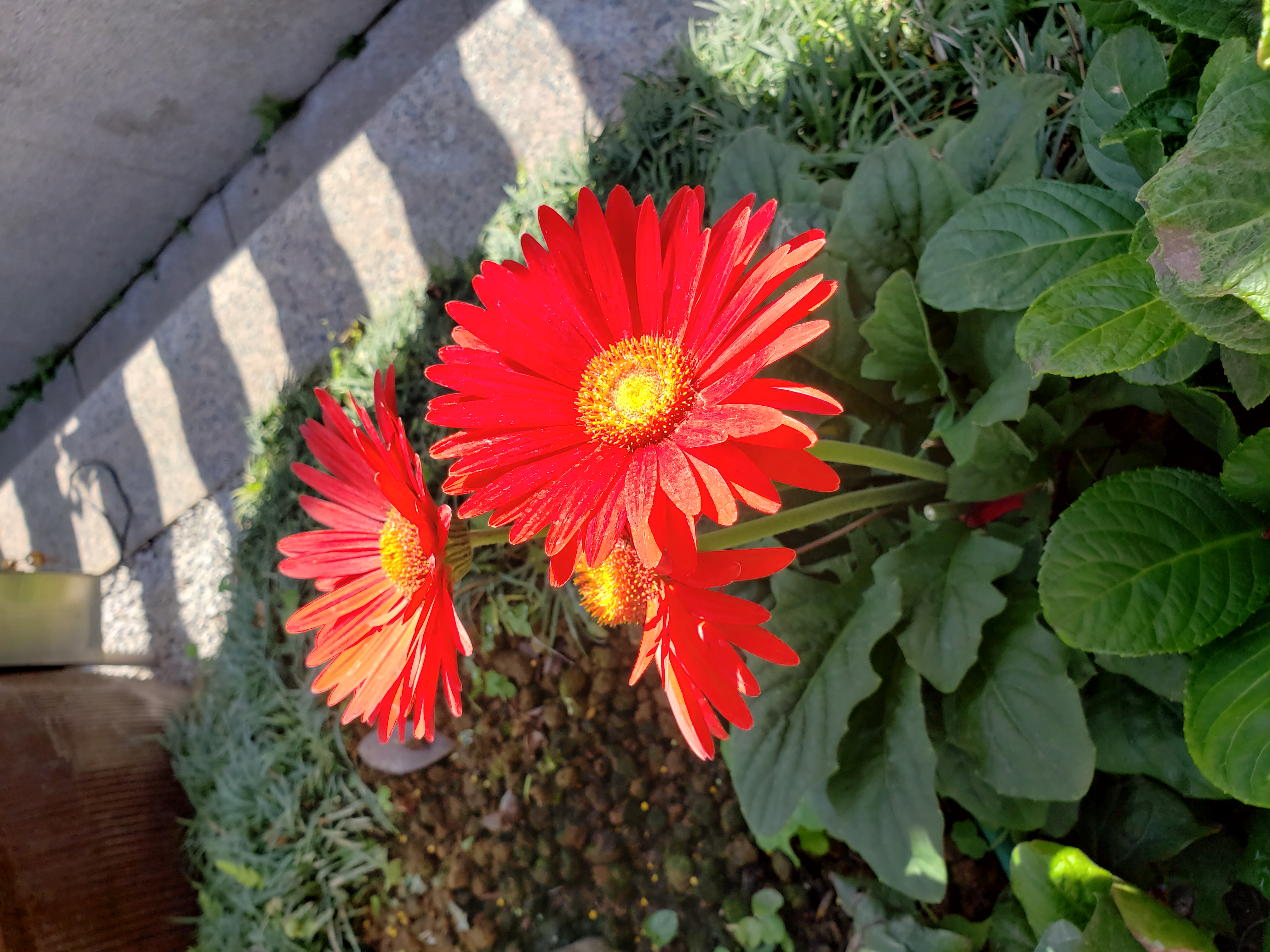 早晨图片 鲜花图片