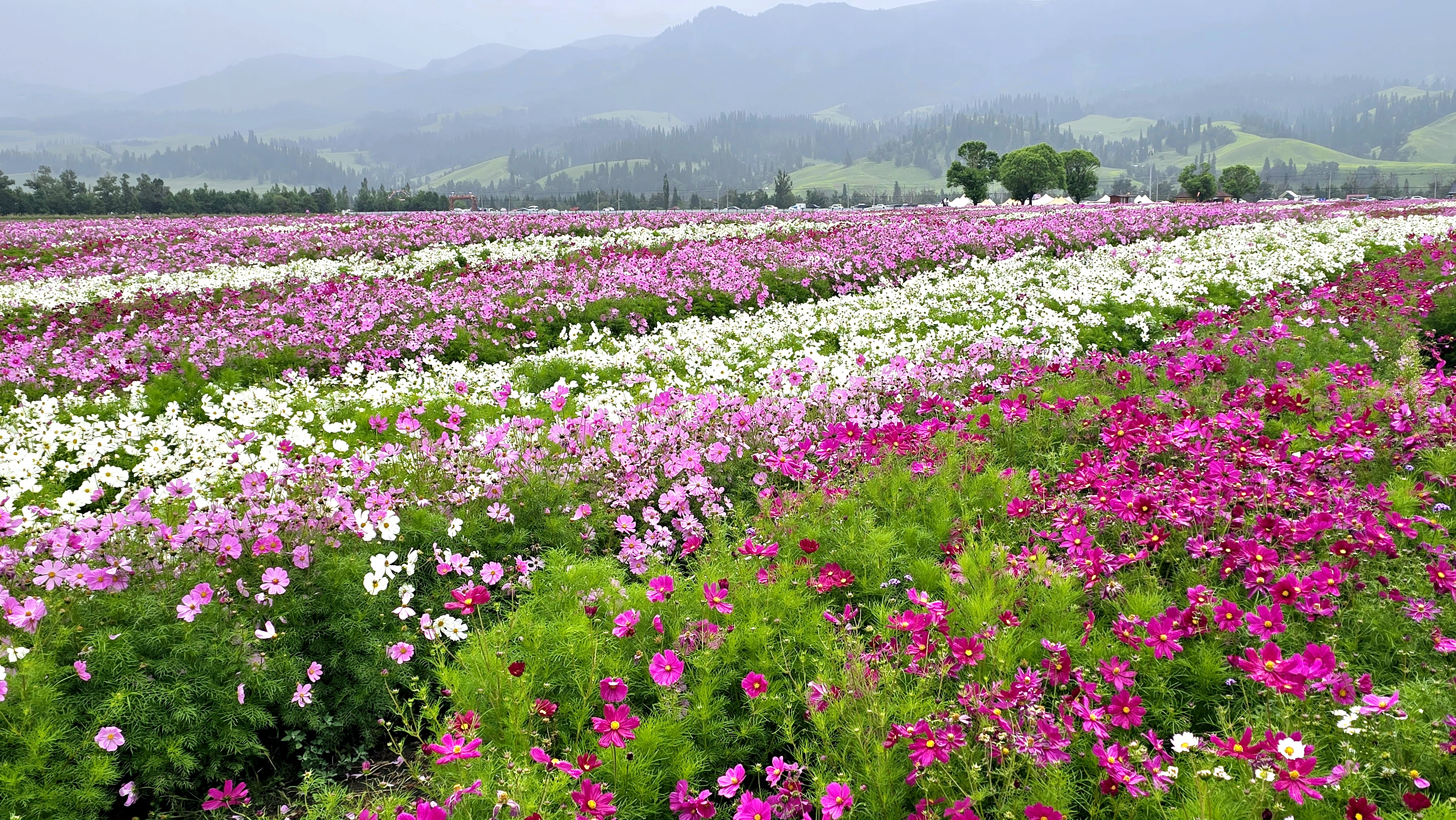 暑假自驾游新疆,伊犁花海那拉提