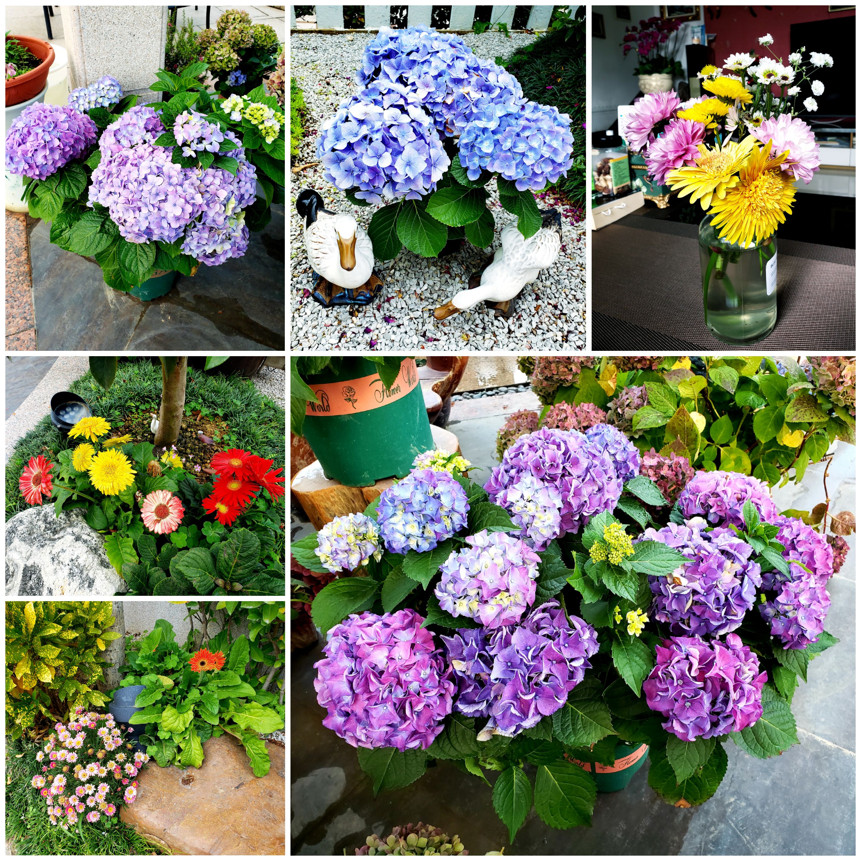 今天吃了啥# #养花种菜小分队# #花盆裁花卉花的种类大全盆景玫瑰花