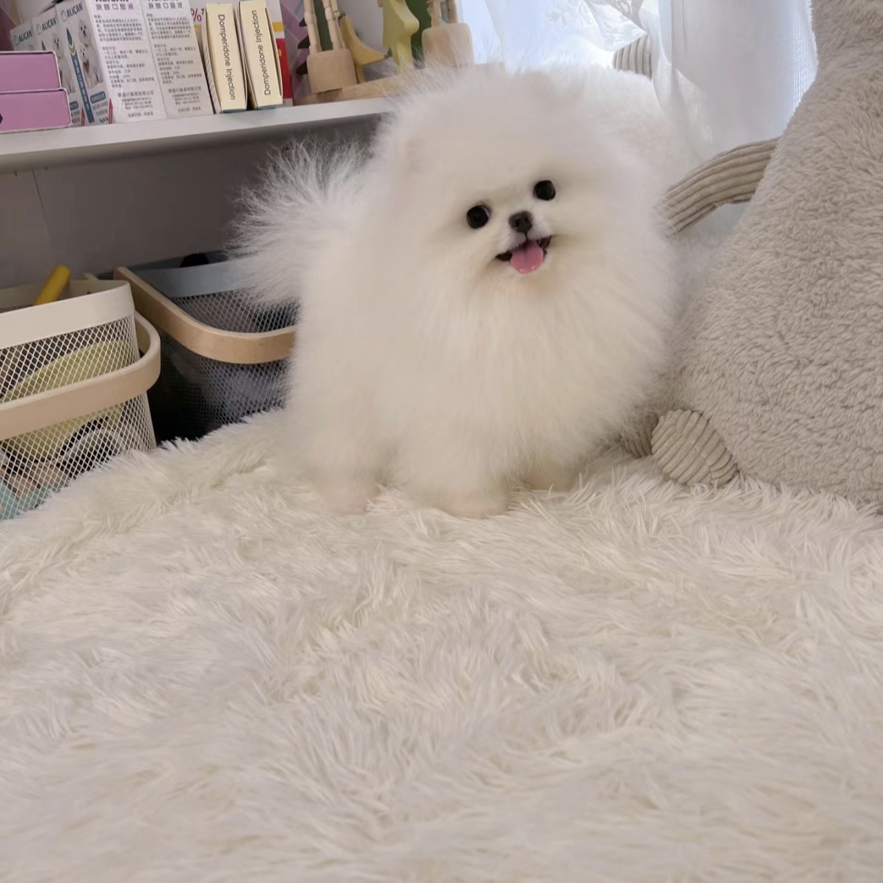 这只博美犬坐在白色毛绒毯子上,简直萌化了我的心!