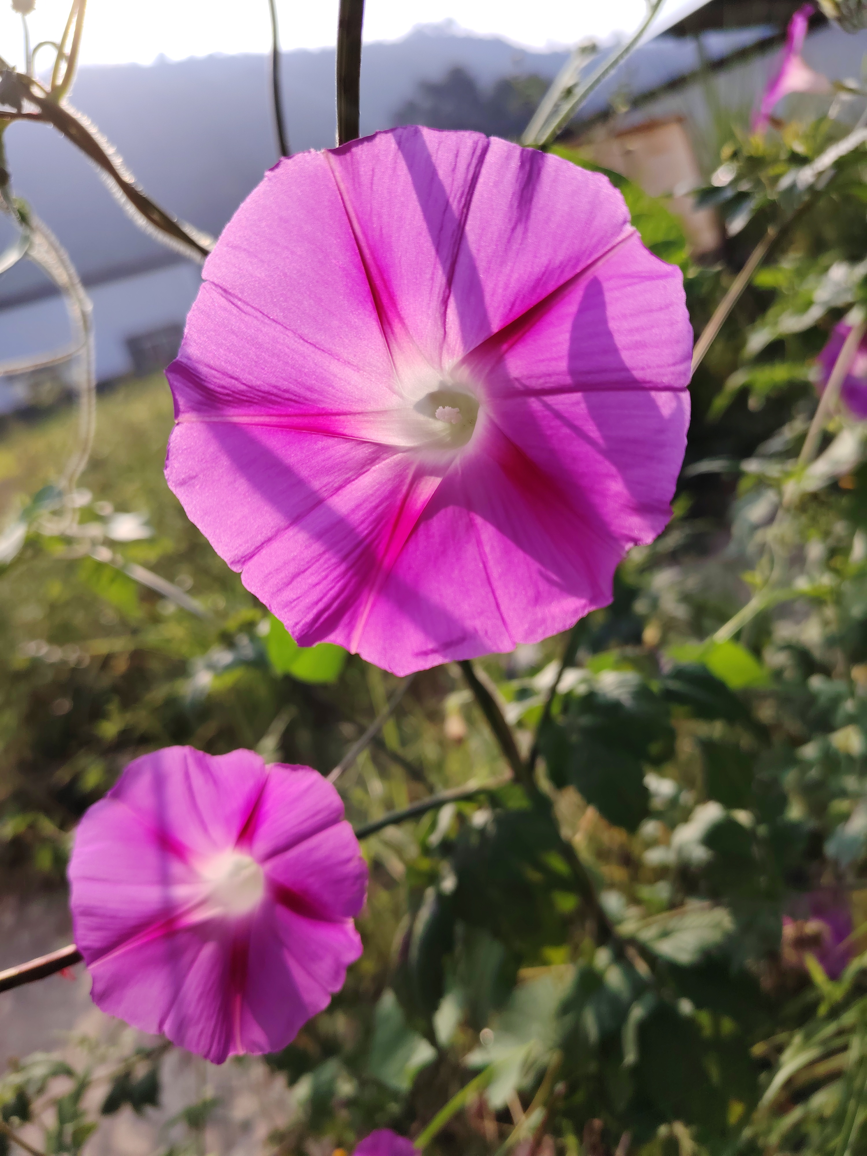 牵牛花花苞像什么图片