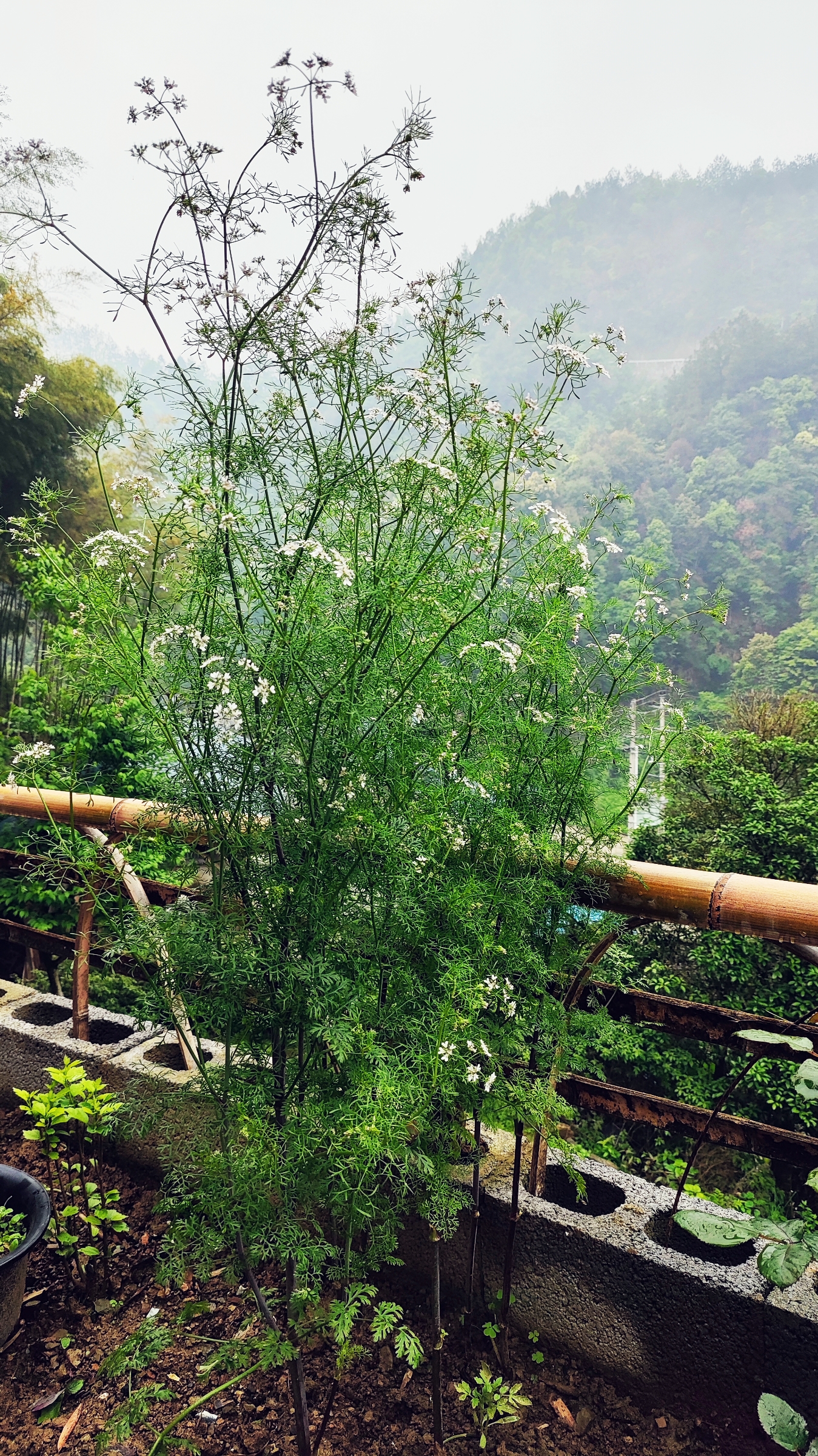 我第一次看到这么大棵的芫荽,她的花独特而美丽!
