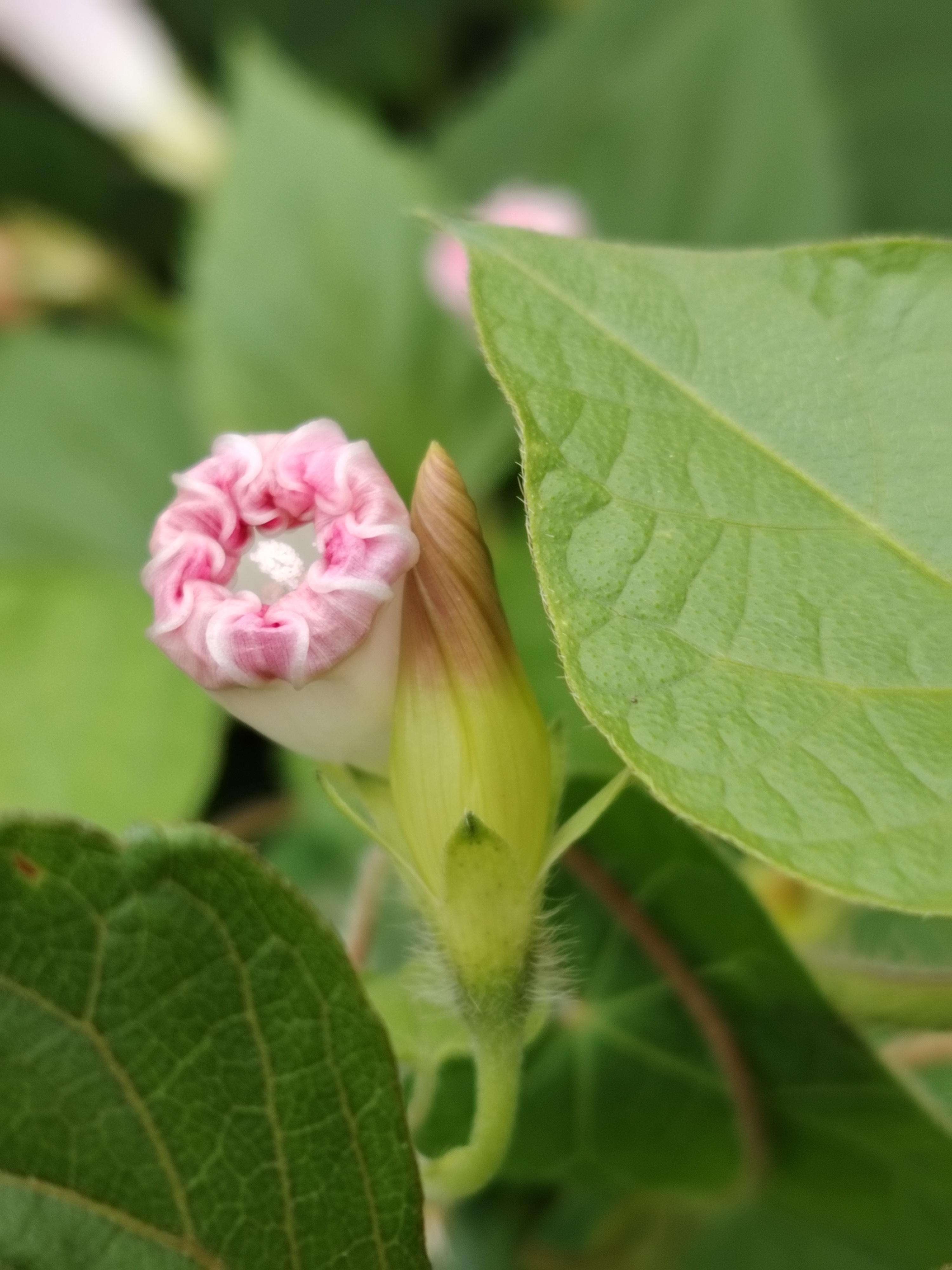 牵牛花凋谢图片