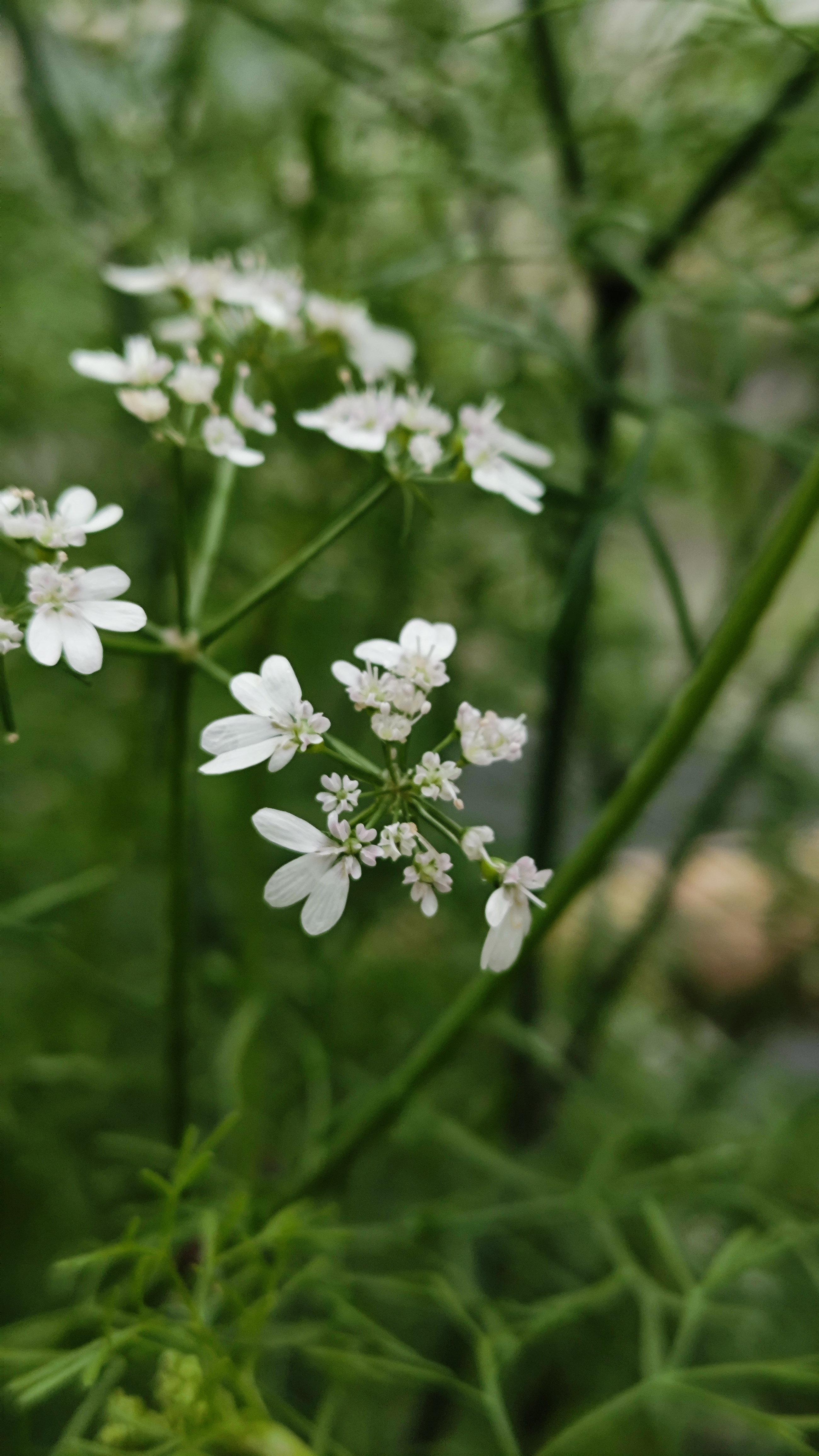第一次看到这么大棵的芫荽!我好喜欢这个小花,独特而美丽!