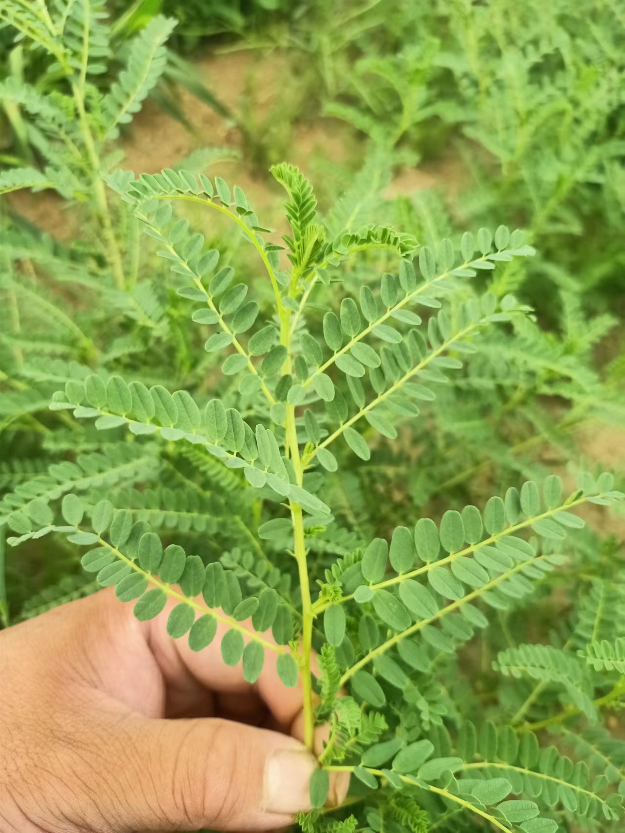 黄芪长什么样的图片图片