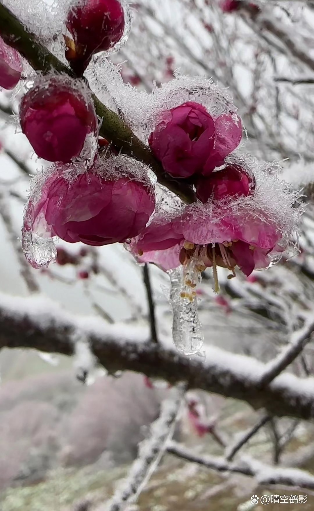 忠魂傲雪红梅图片