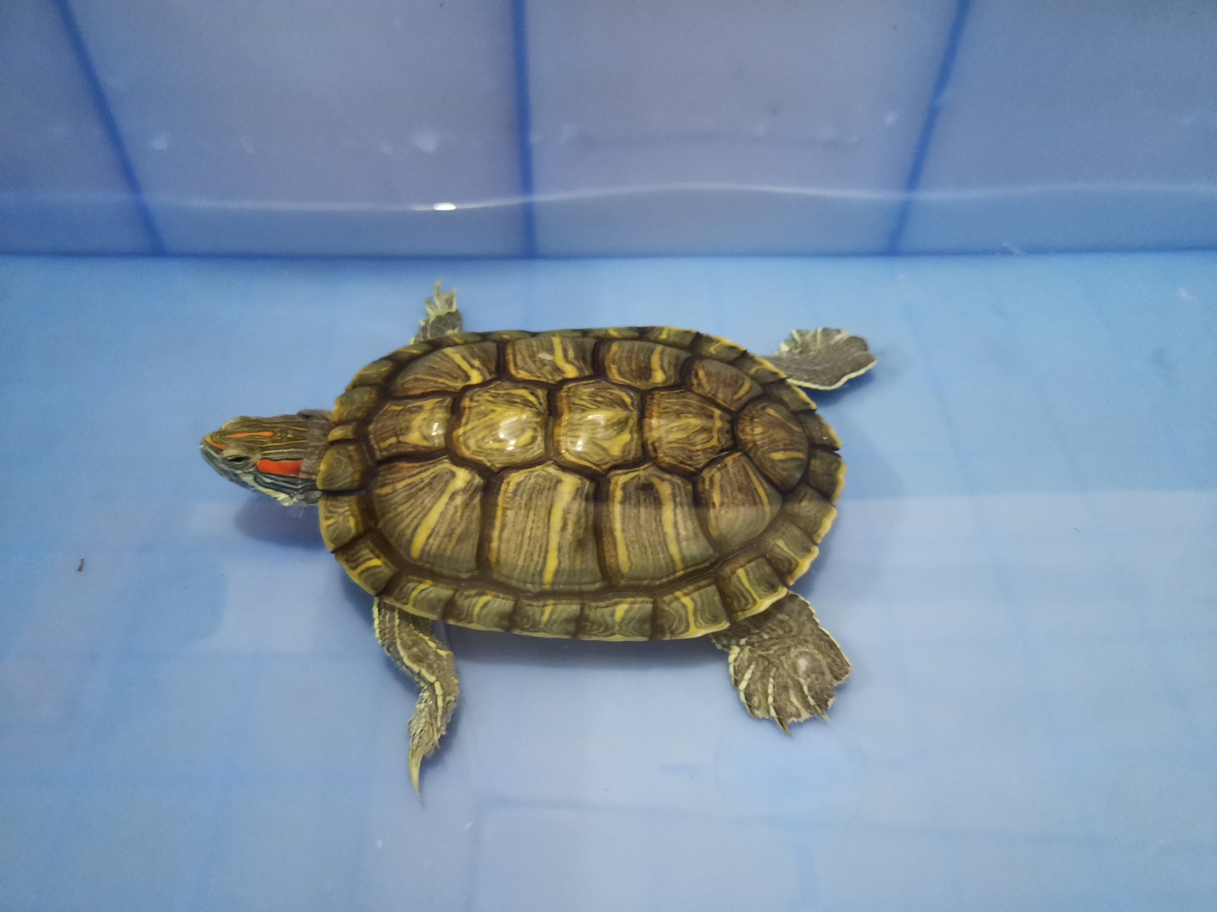 刀刻纹的巴西龟值得入手吗?看着十分漂亮!