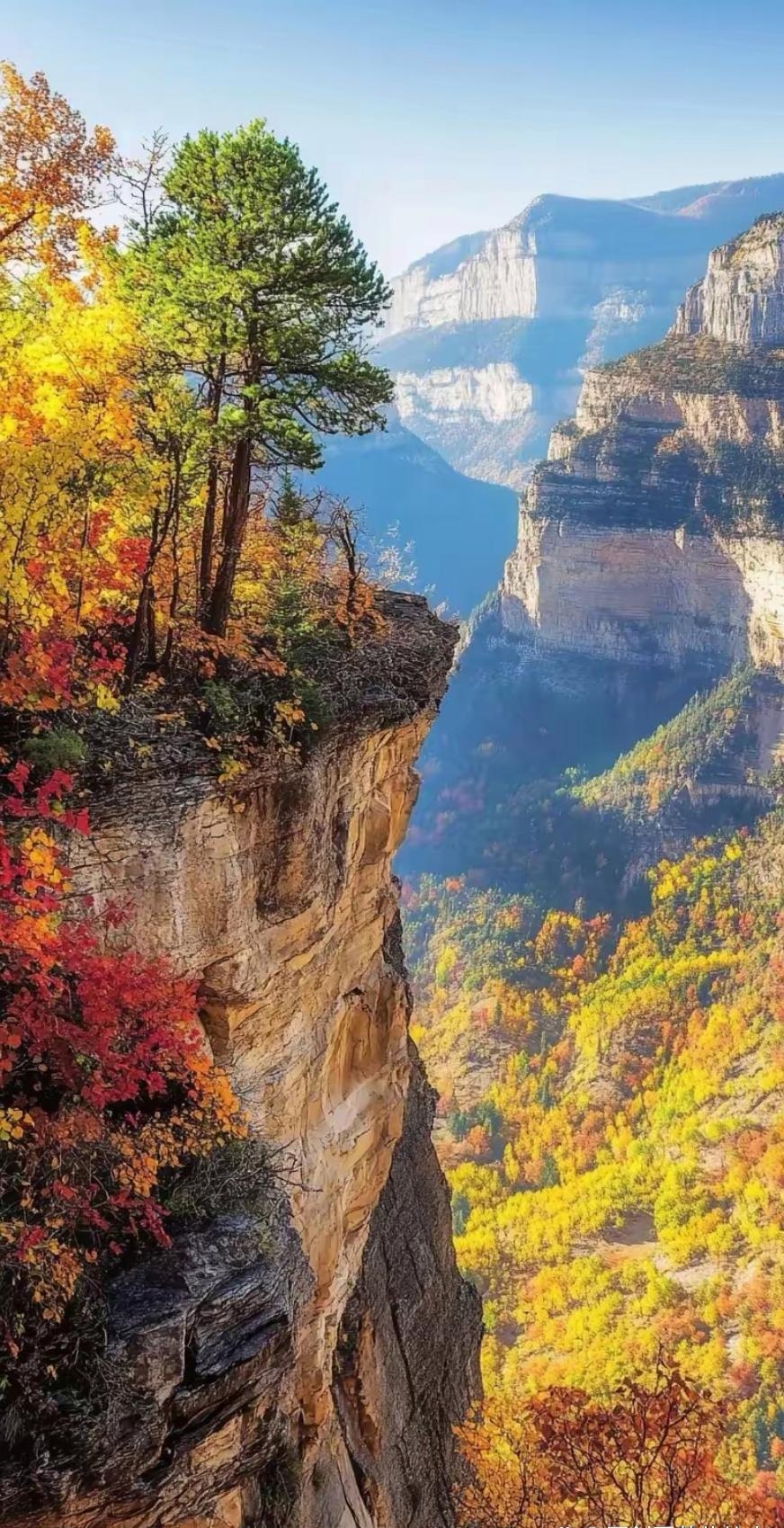 漫山红枫图片图片