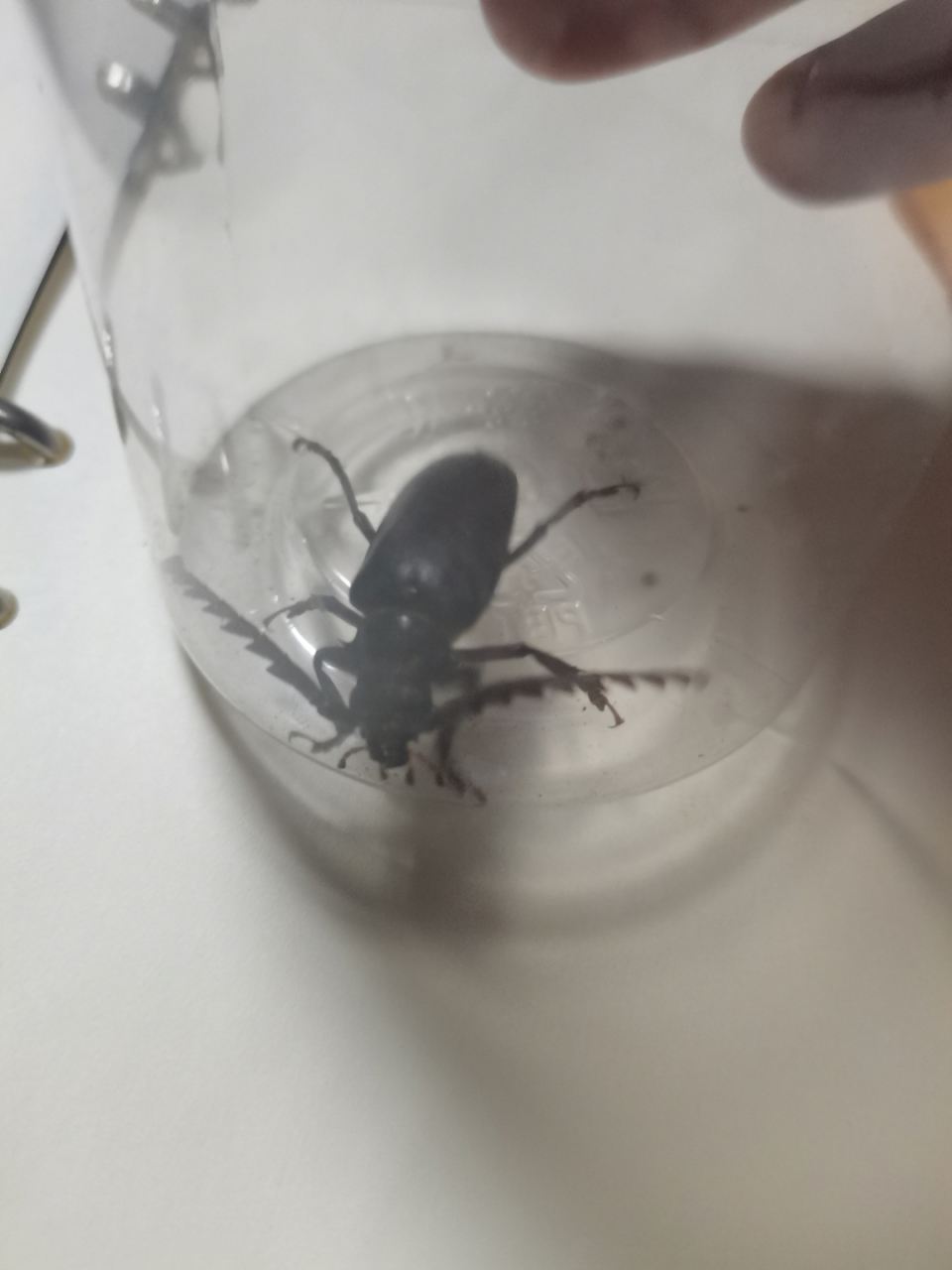 请问网友们,这个是不是射炮步甲?#昆虫