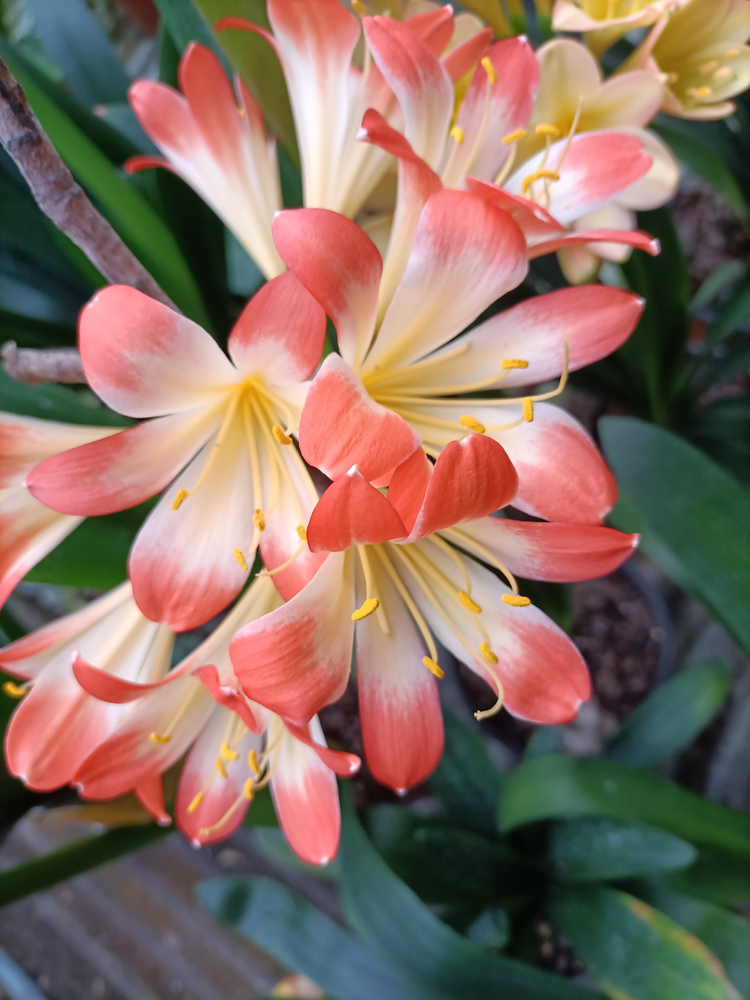 沈阳老吴艺花君子兰