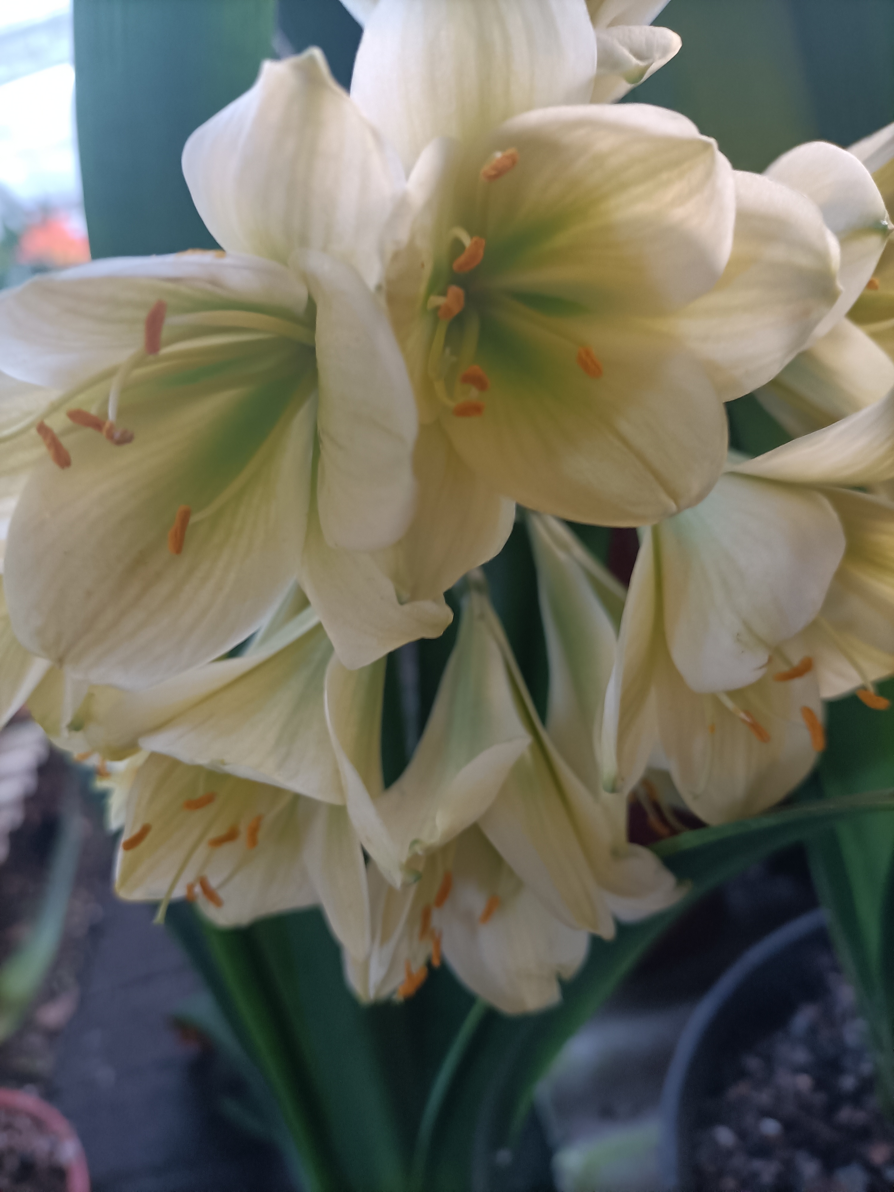 沈阳老吴艺花君子兰