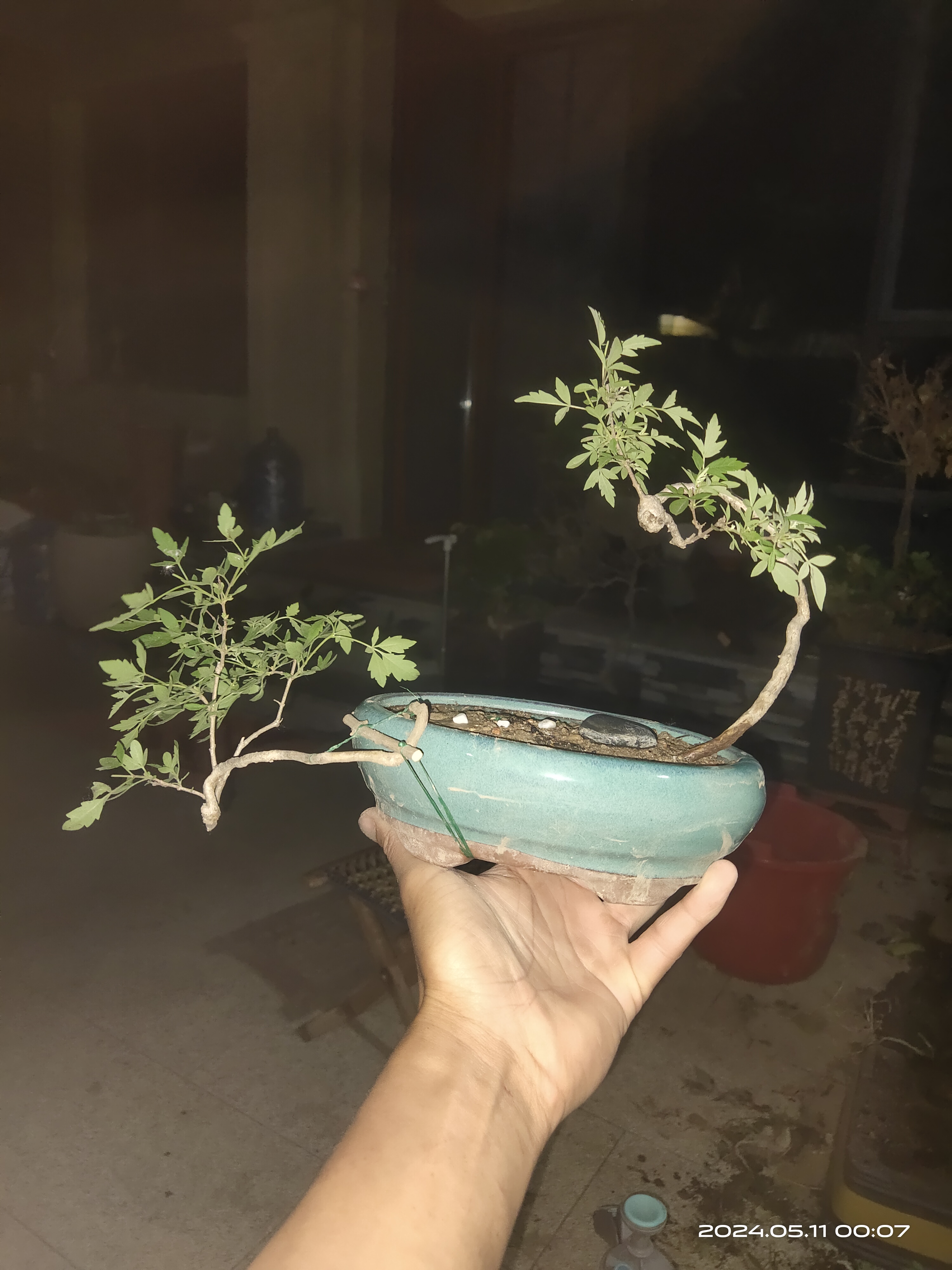 黄荆盆景,酸枣木拐杖.