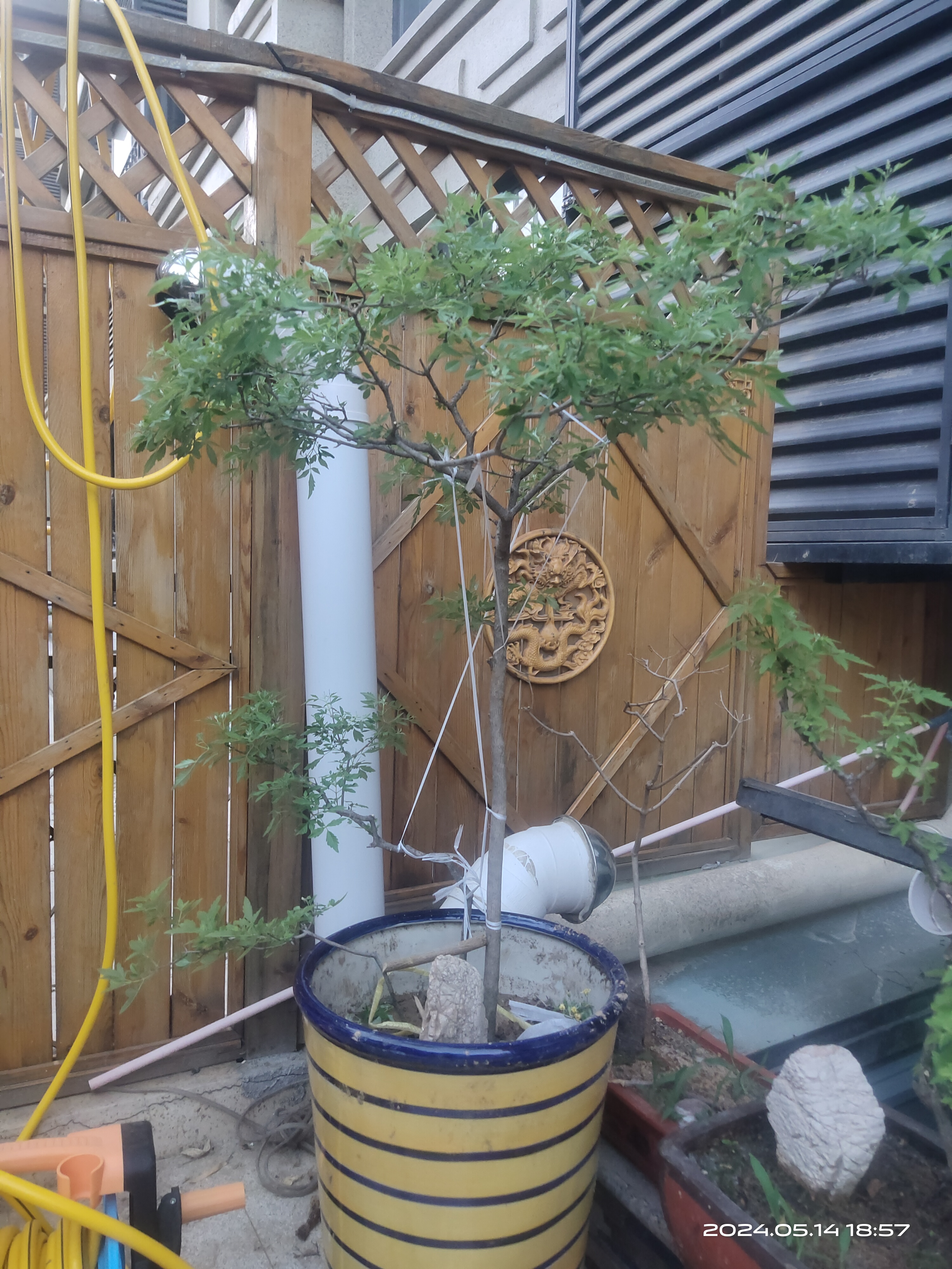 黄荆盆景,酸枣木拐杖.