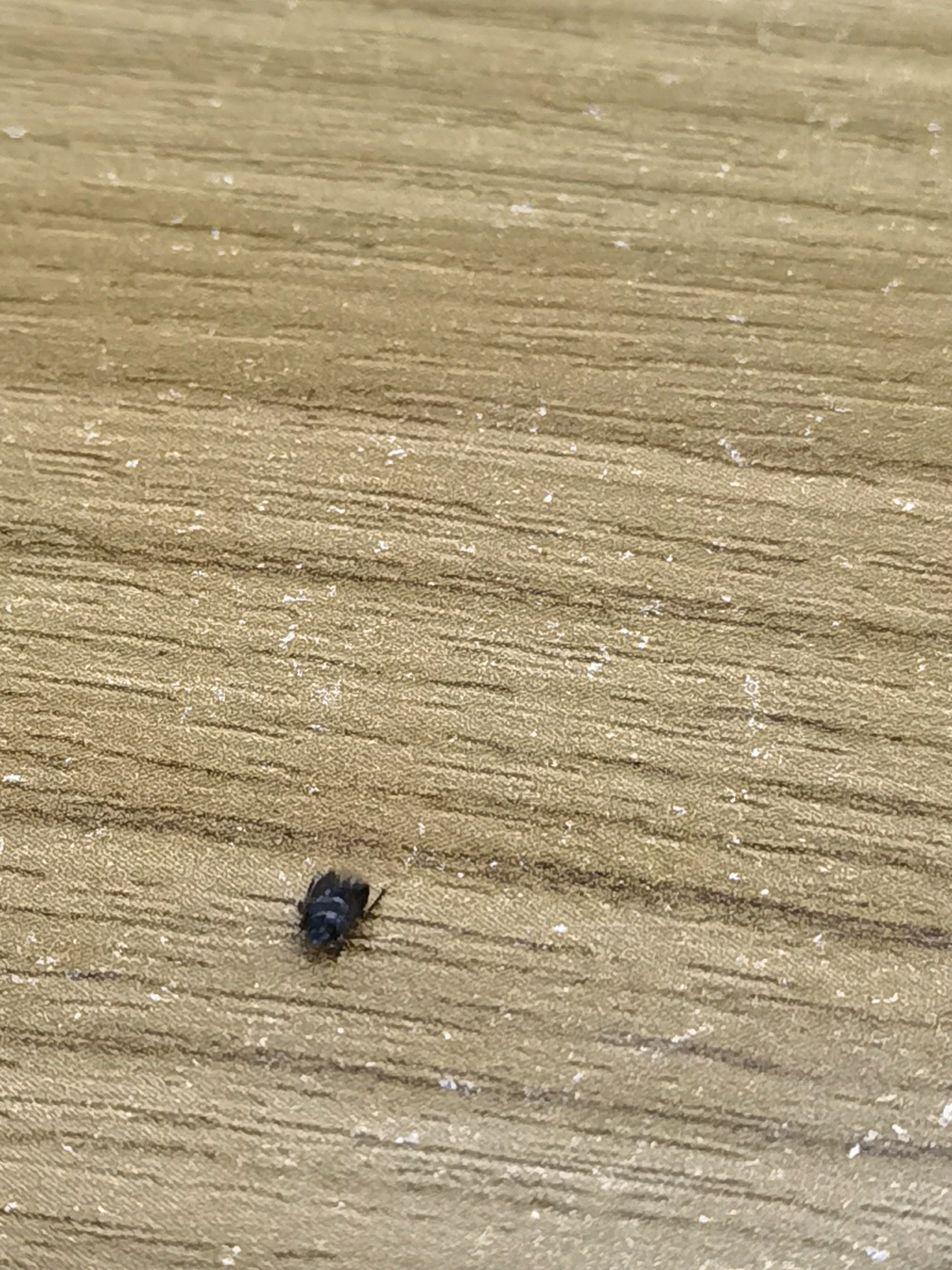 谁知道这是啥虫子,最近多的很,有一点臭味