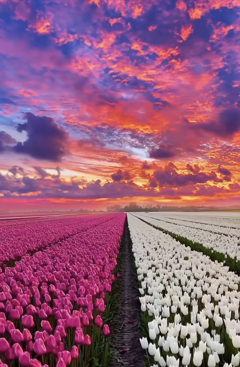 分享治愈壁纸:粉色的浪漫梦境,一种梦幻的氛围,给你带来视觉上的享受