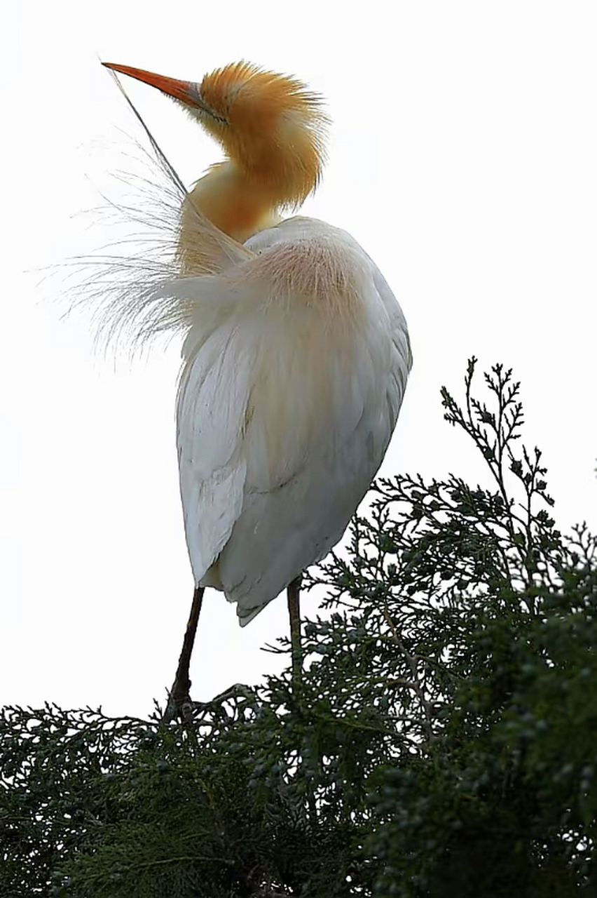 牛背鹭的羽毛只有在繁殖期才会变成橘黄色,非繁殖期羽毛都是白色的
