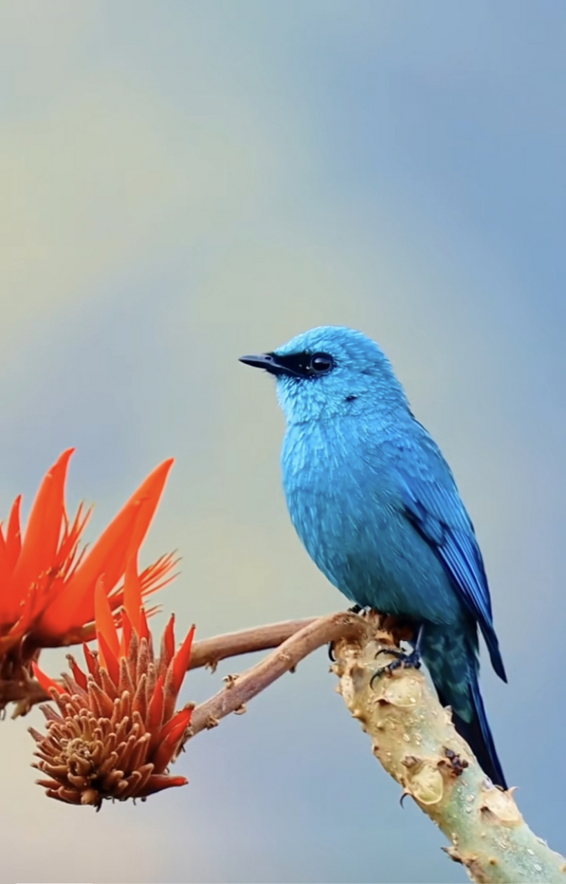 鸟类的多样性,让你惊叹大自然的神奇与美丽#鸟# #大自然# #治愈系风景