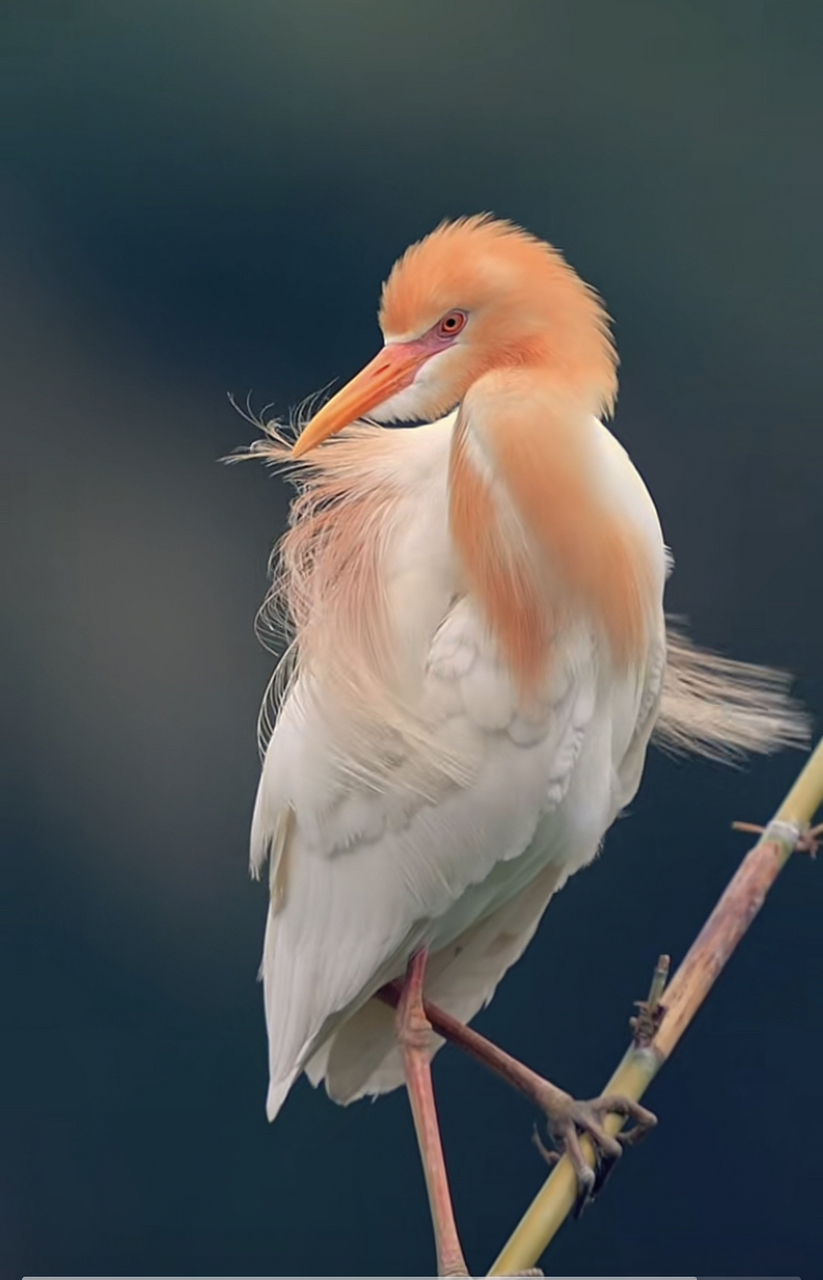 牛背鹭的羽毛只有在繁殖期才会变成橘黄色,非繁殖期羽毛都是白色的