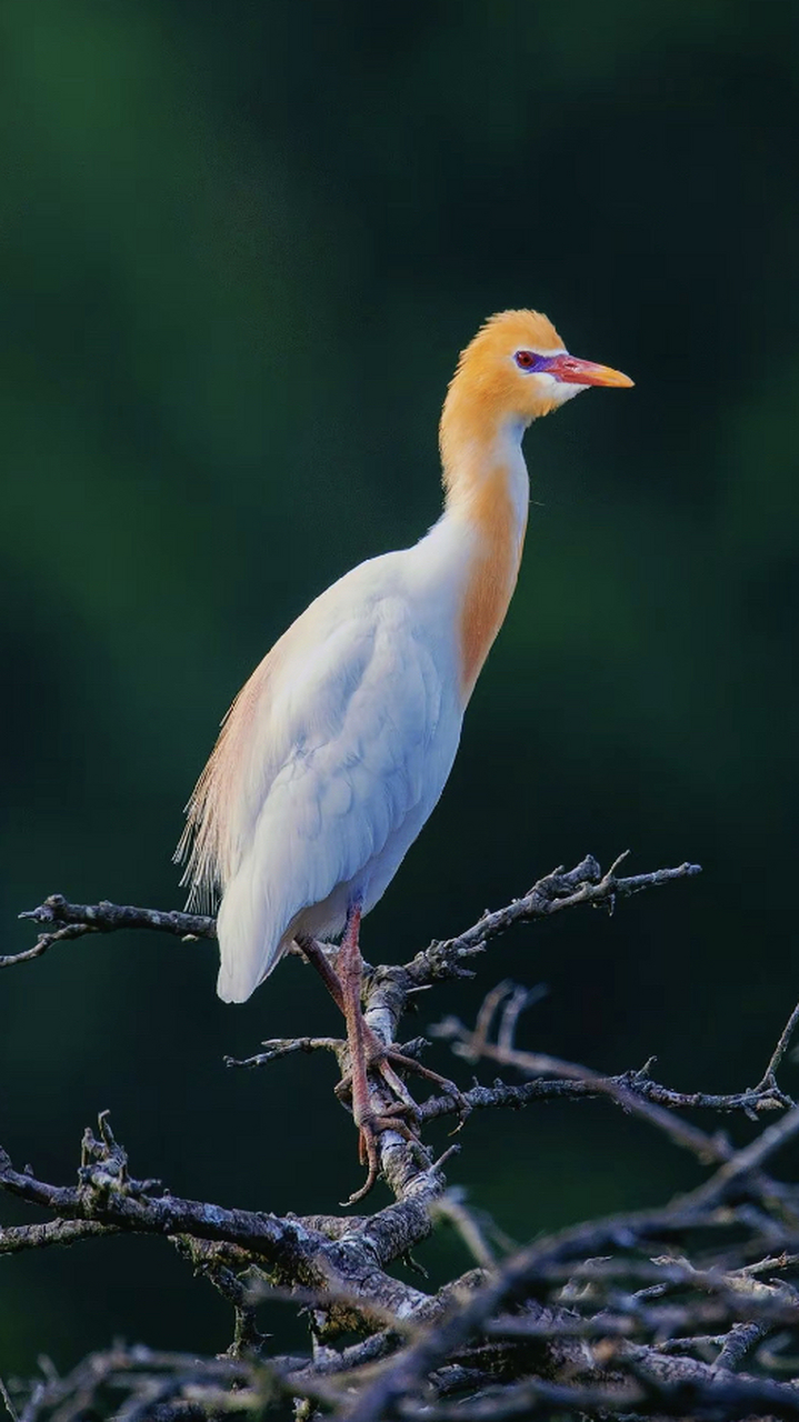 牛背鹭的羽毛只有在繁殖期才会变成橘黄色,非繁殖期羽毛都是白色的